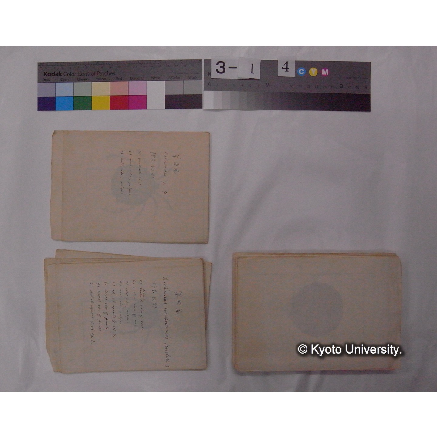 ミズダニ類標本スケッチ集 (81)