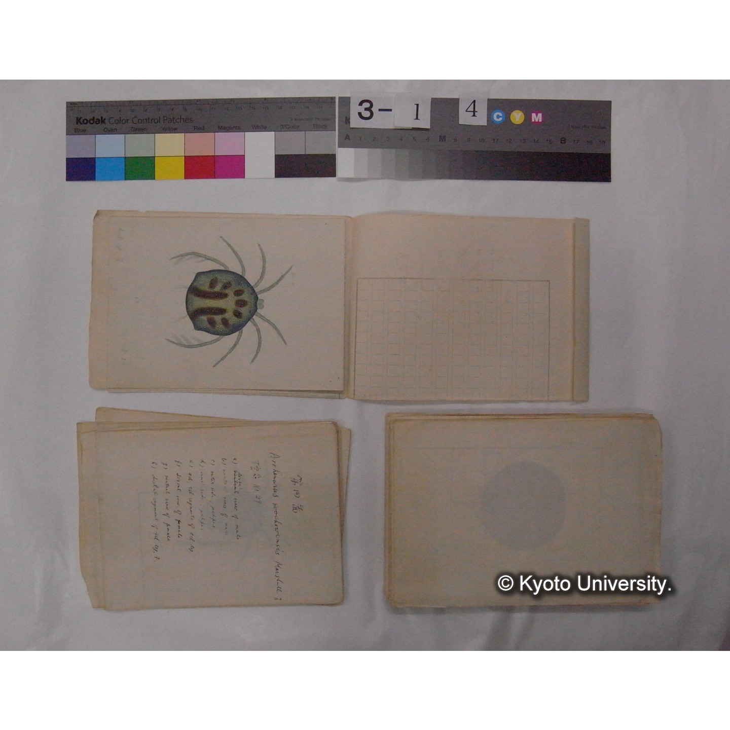 ミズダニ類標本スケッチ集 (82)