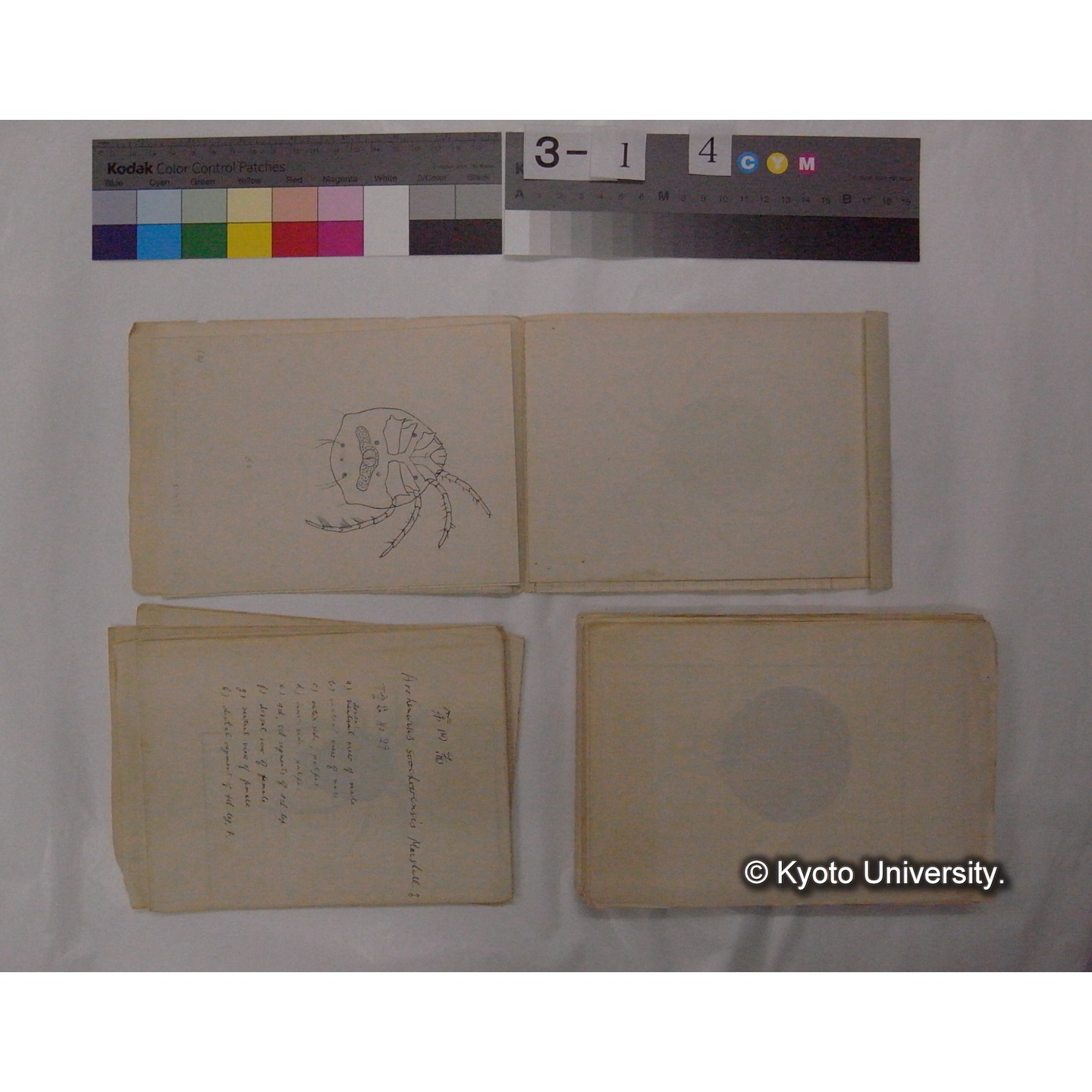 ミズダニ類標本スケッチ集 (83)