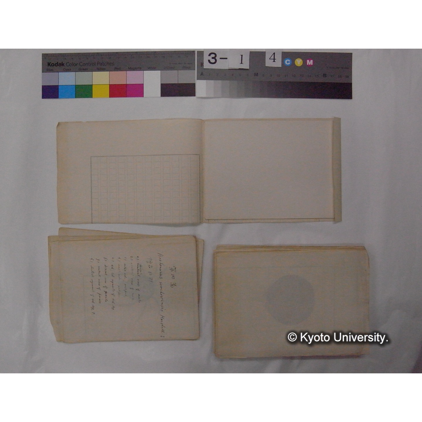 ミズダニ類標本スケッチ集 (85)