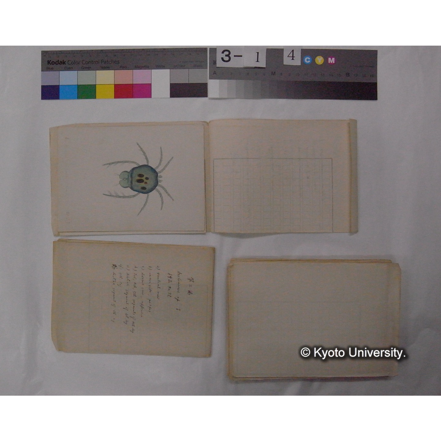 ミズダニ類標本スケッチ集 (87)