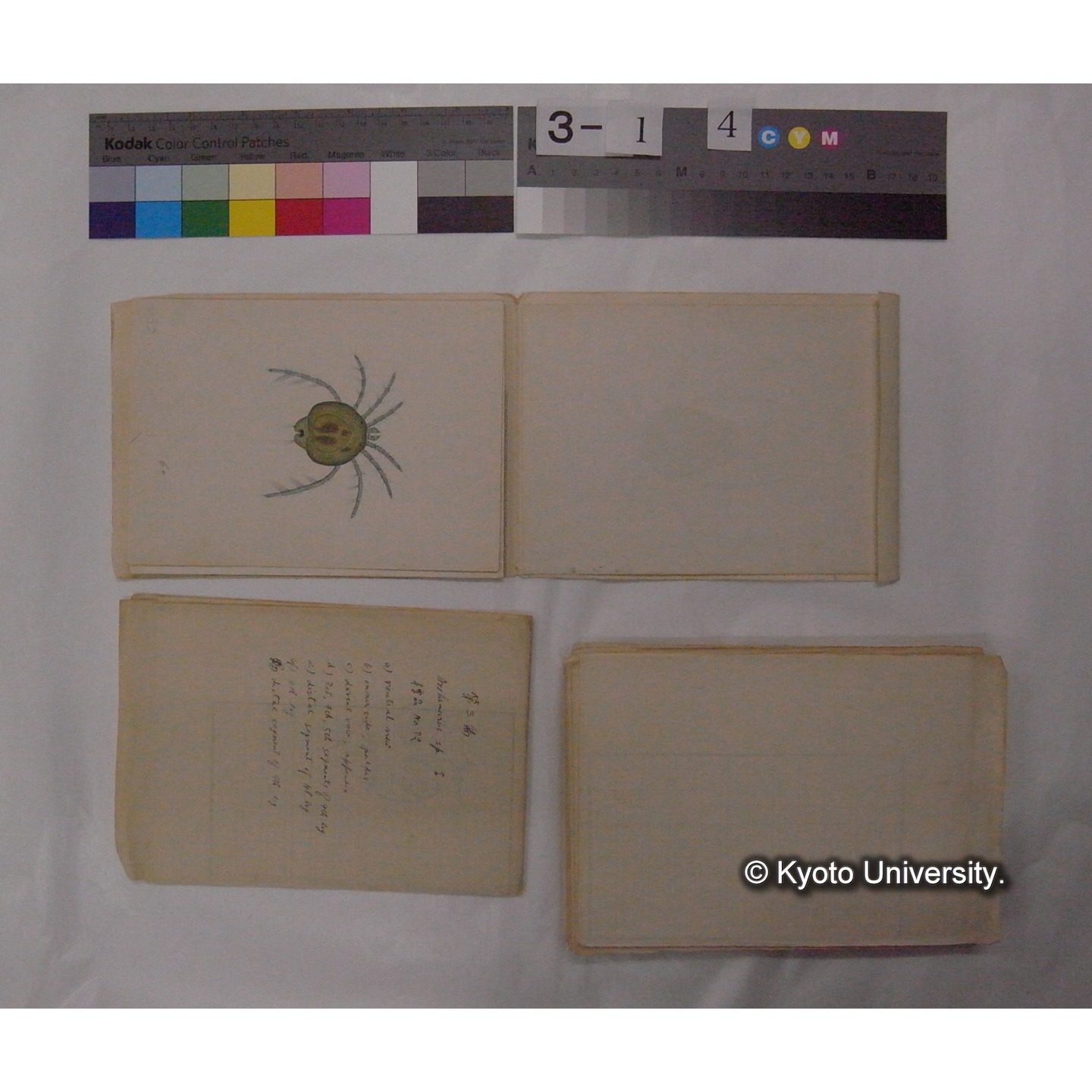 ミズダニ類標本スケッチ集 (88)