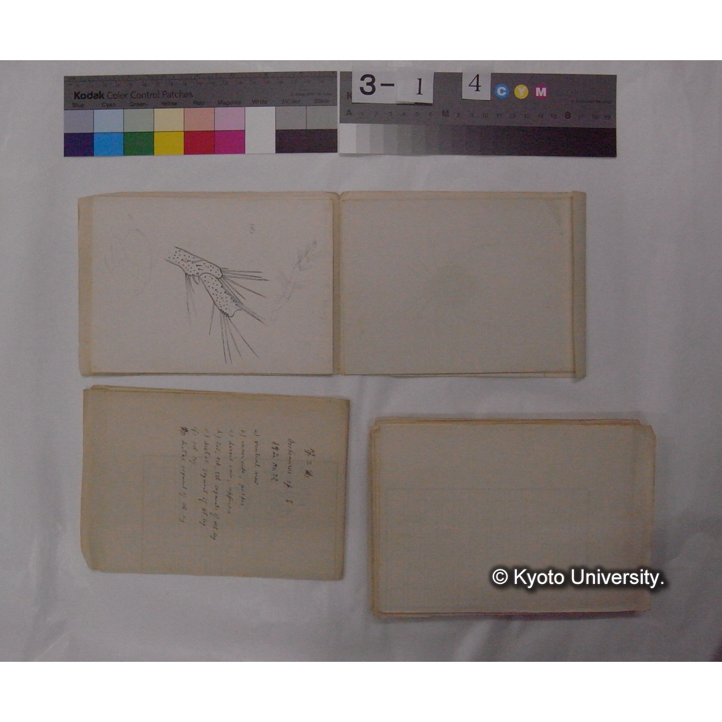 ミズダニ類標本スケッチ集 (89)