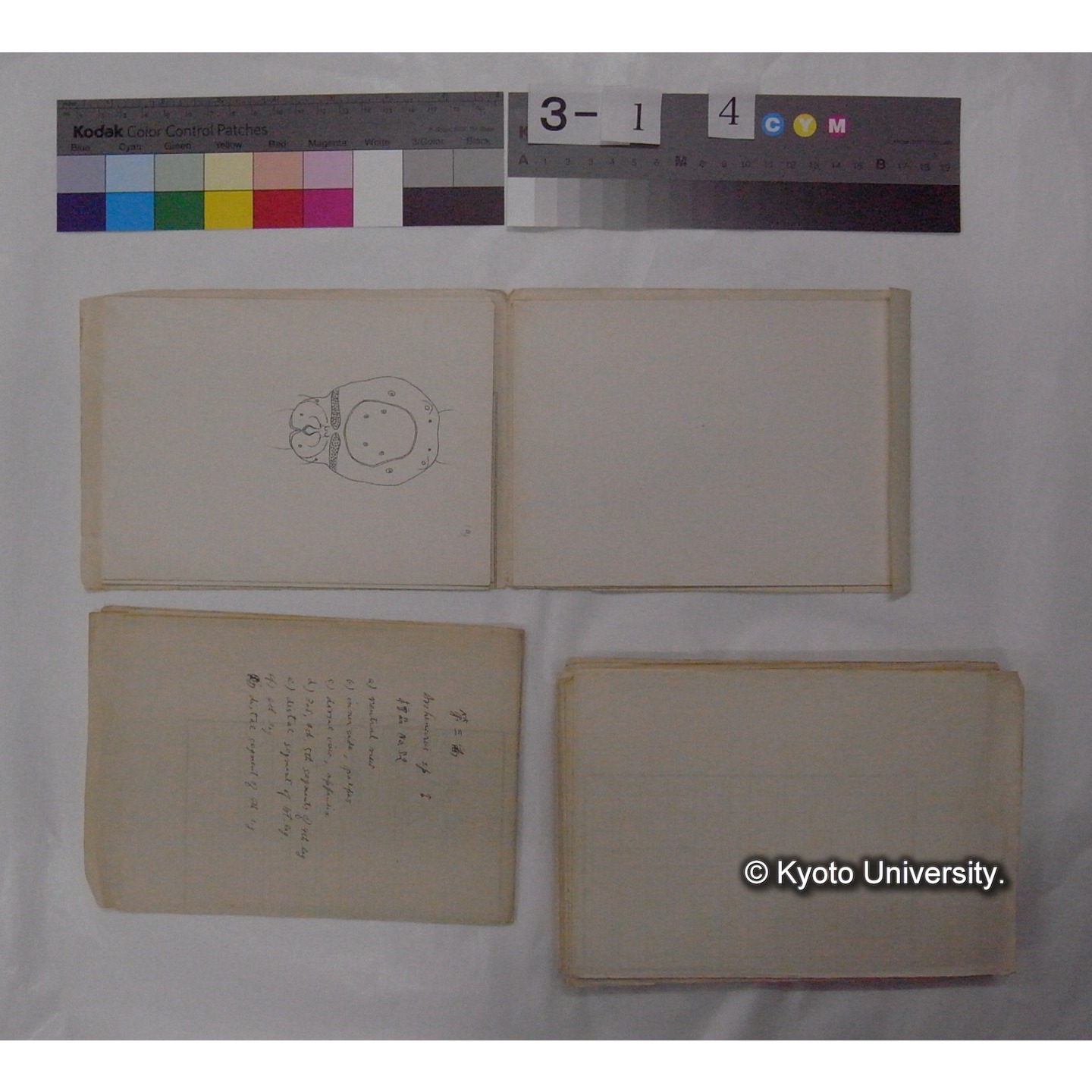 ミズダニ類標本スケッチ集 (90)