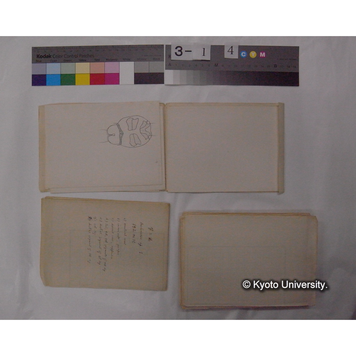 ミズダニ類標本スケッチ集 (91)