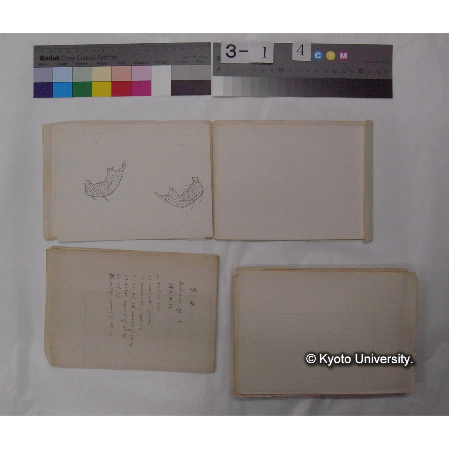 ミズダニ類標本スケッチ集 (92)