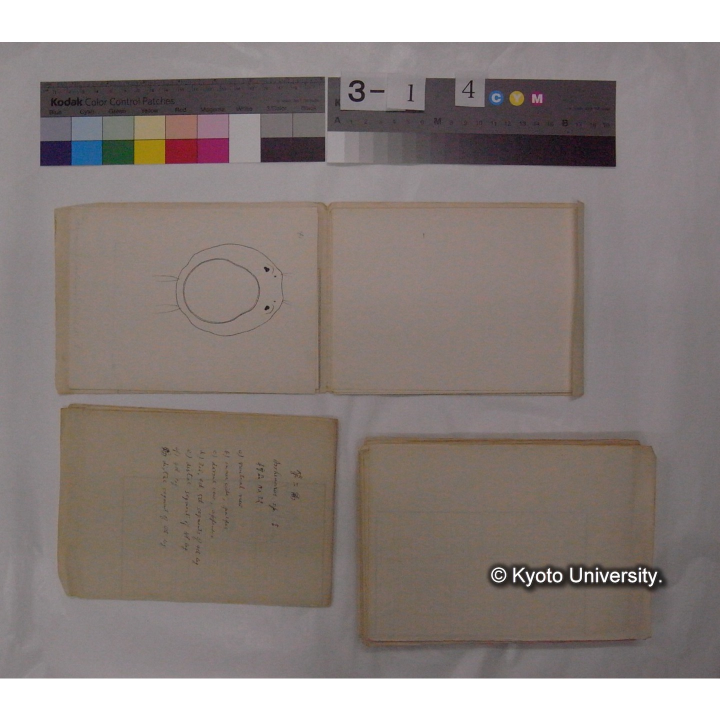 ミズダニ類標本スケッチ集 (93)