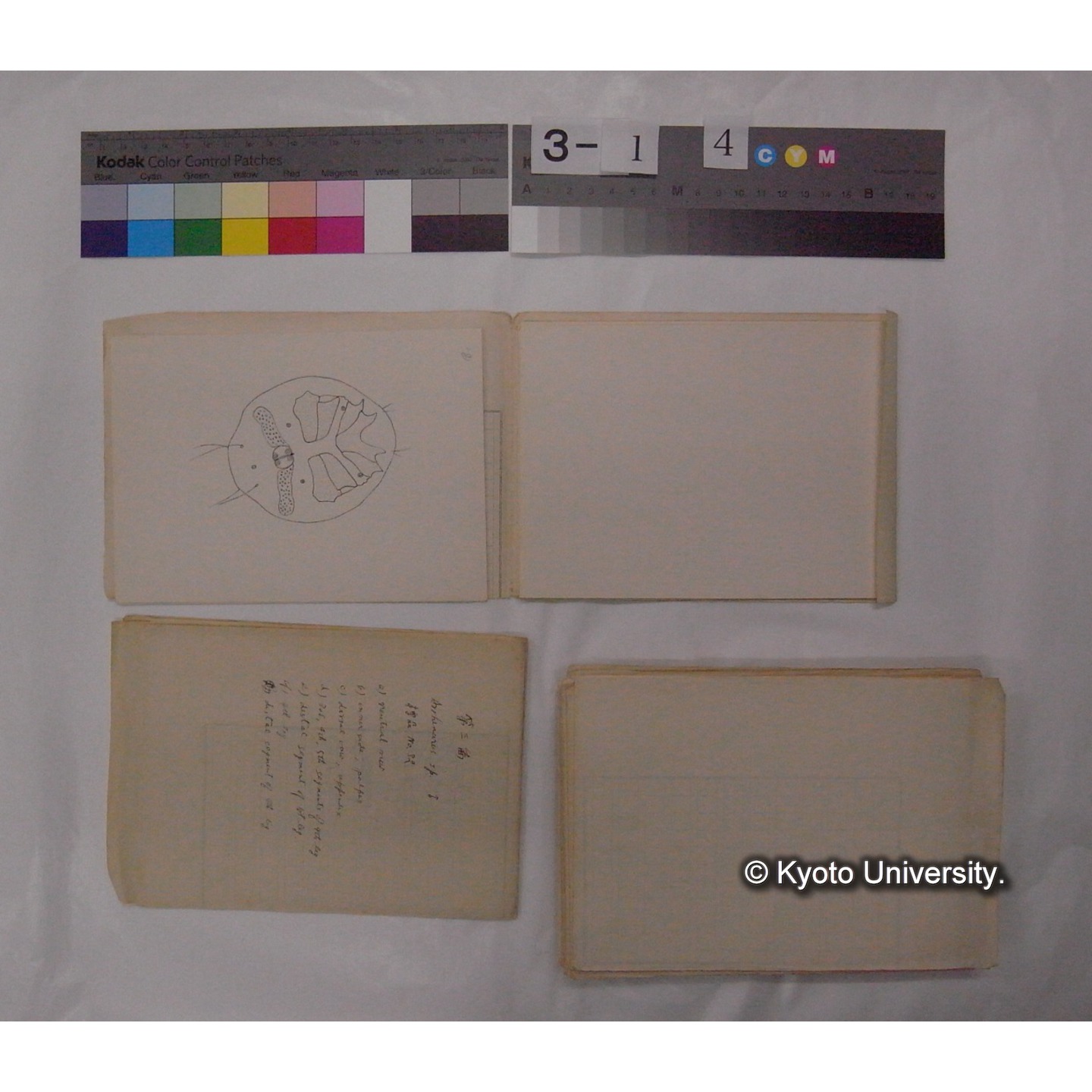 ミズダニ類標本スケッチ集 (94)