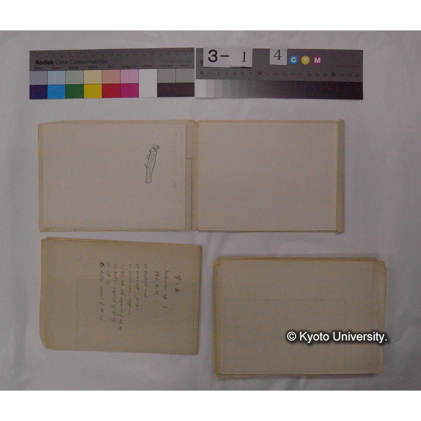 ミズダニ類標本スケッチ集 (95)