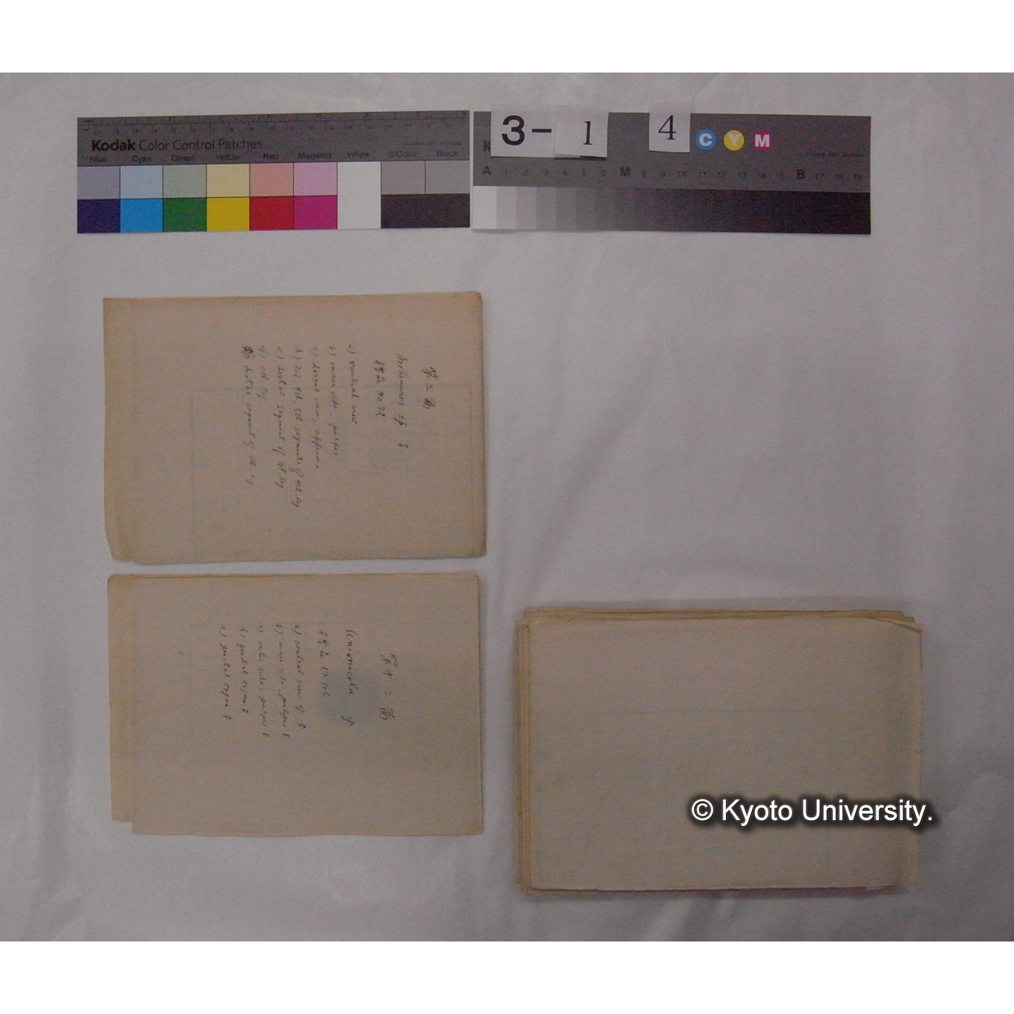 ミズダニ類標本スケッチ集 (97)