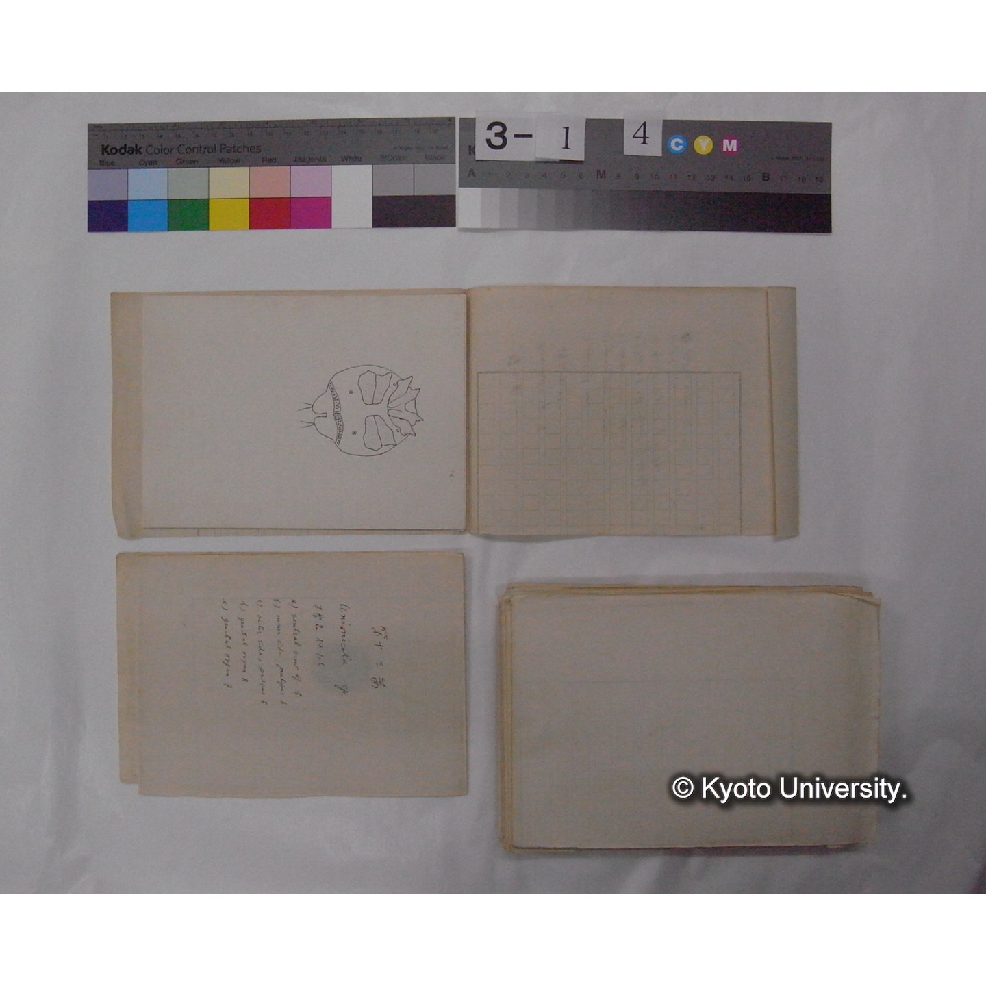 ミズダニ類標本スケッチ集 (98)