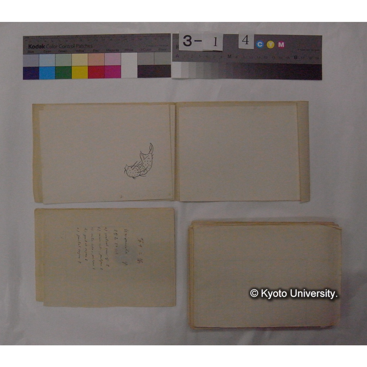 ミズダニ類標本スケッチ集 (99)