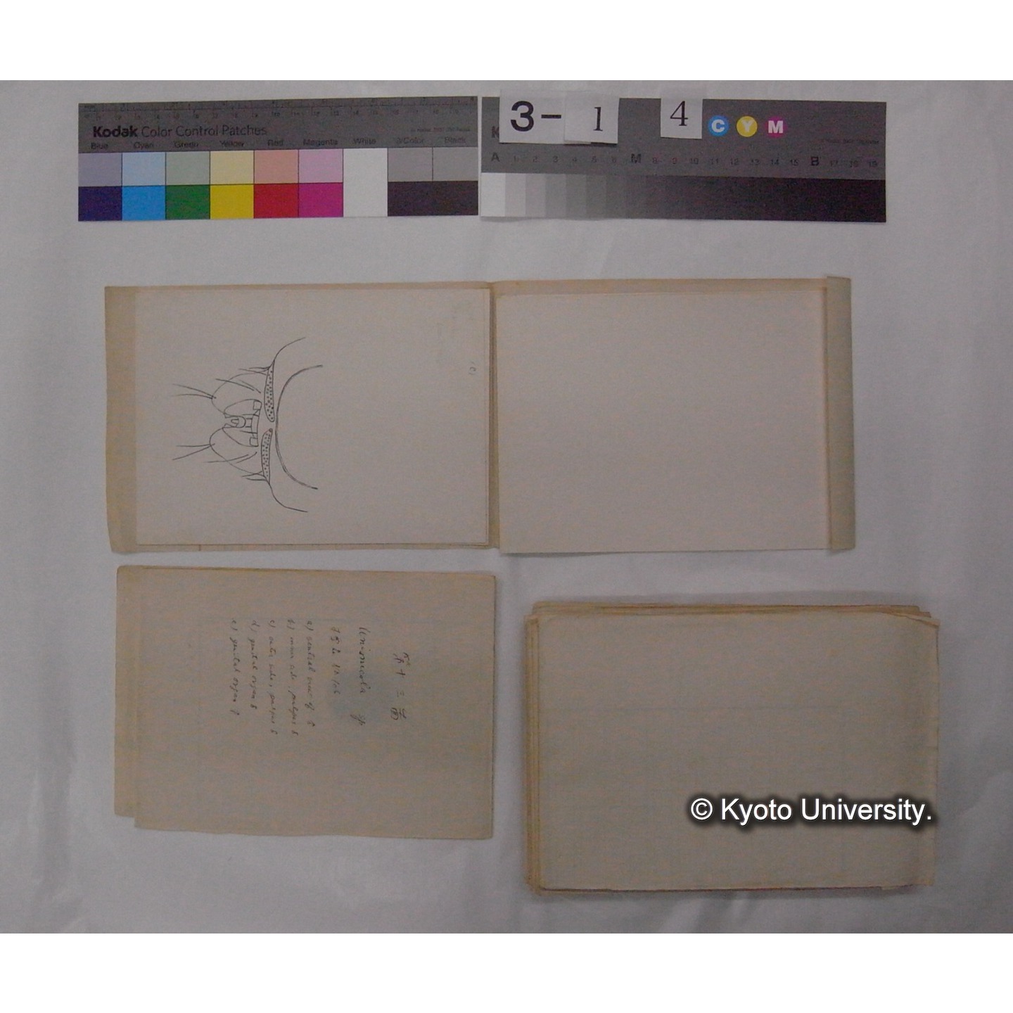 ミズダニ類標本スケッチ集 (100)