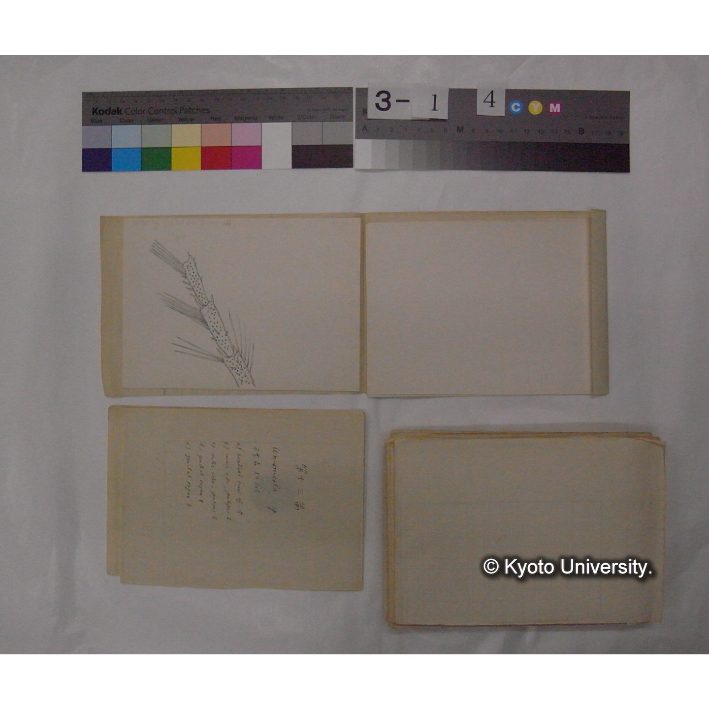 ミズダニ類標本スケッチ集 (101)