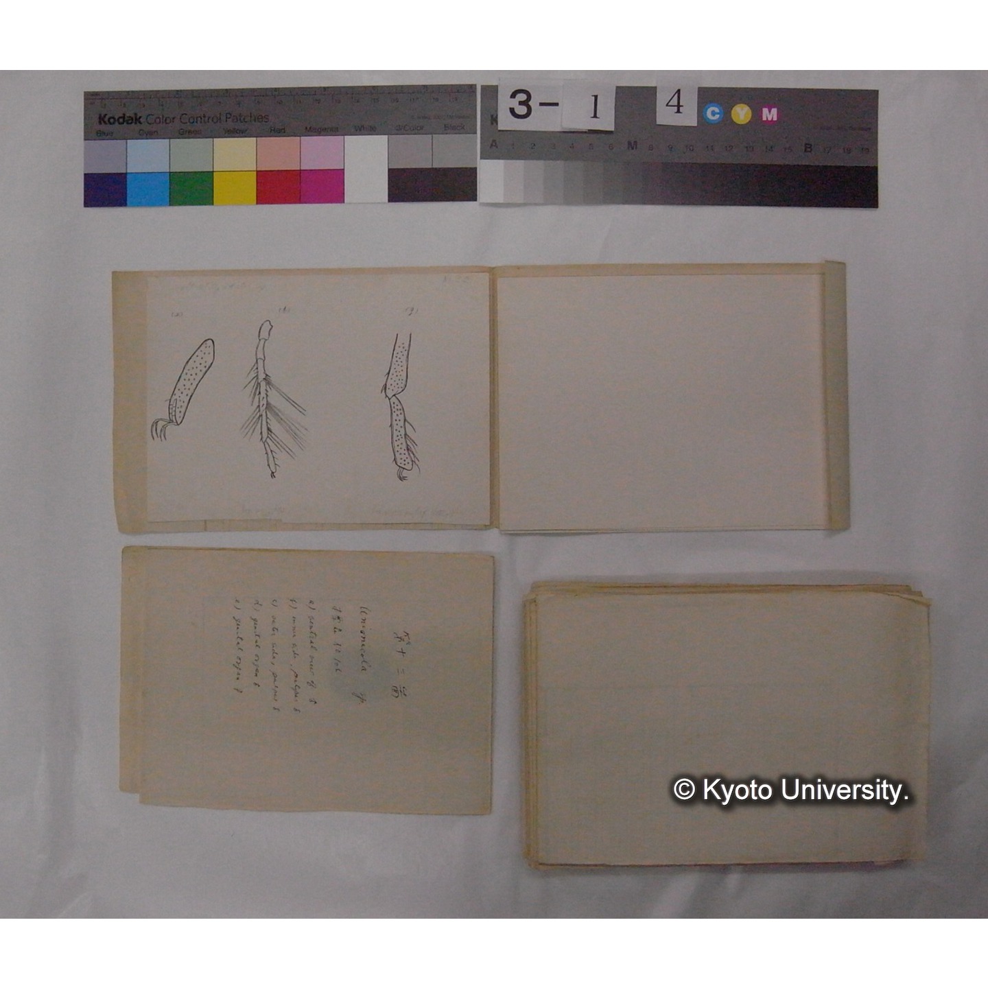 ミズダニ類標本スケッチ集 (102)