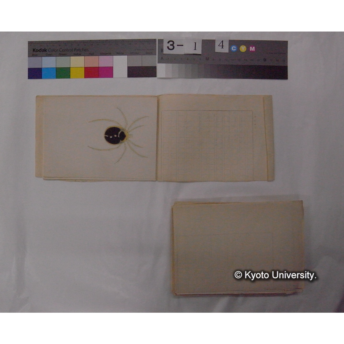 ミズダニ類標本スケッチ集 (105)