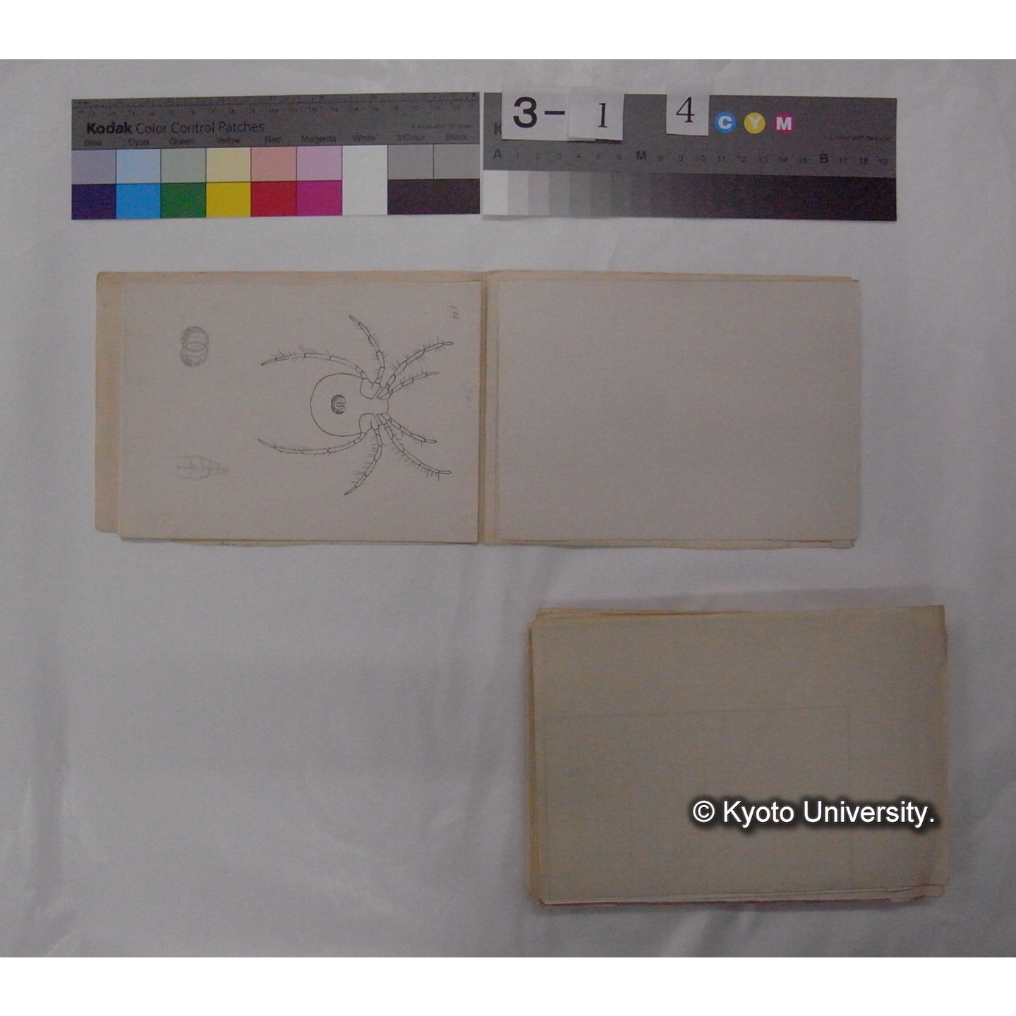 ミズダニ類標本スケッチ集 (106)