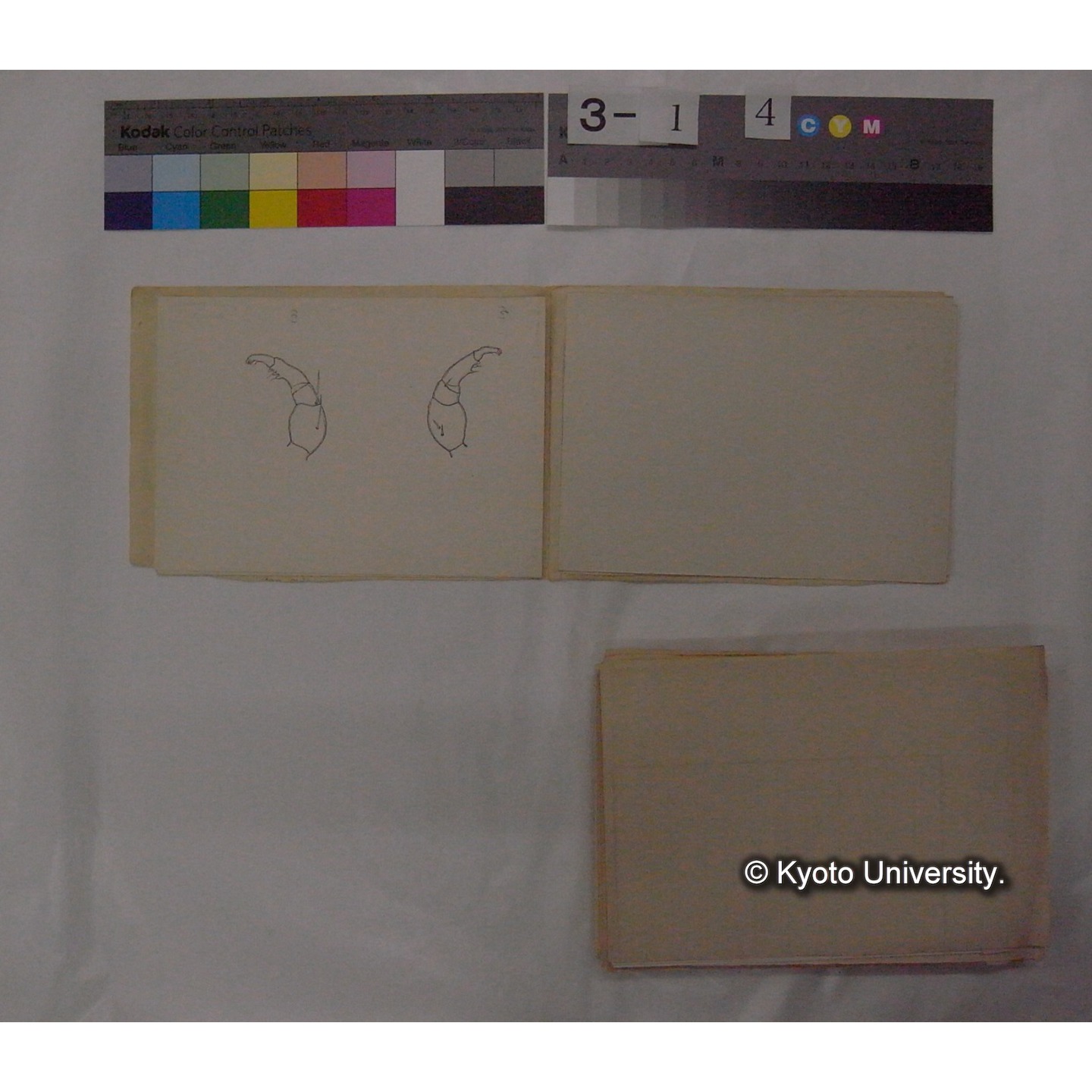 ミズダニ類標本スケッチ集 (107)