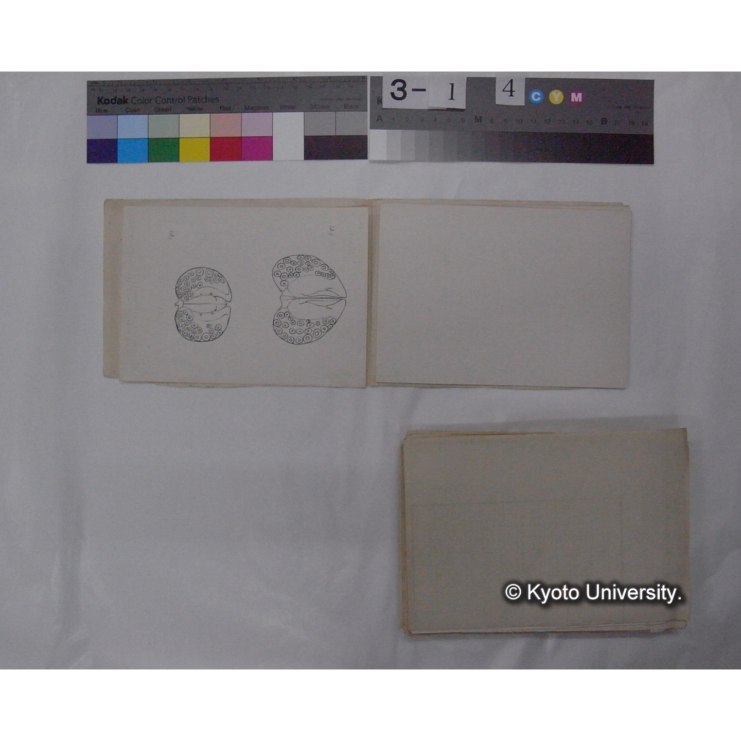 ミズダニ類標本スケッチ集 (108)