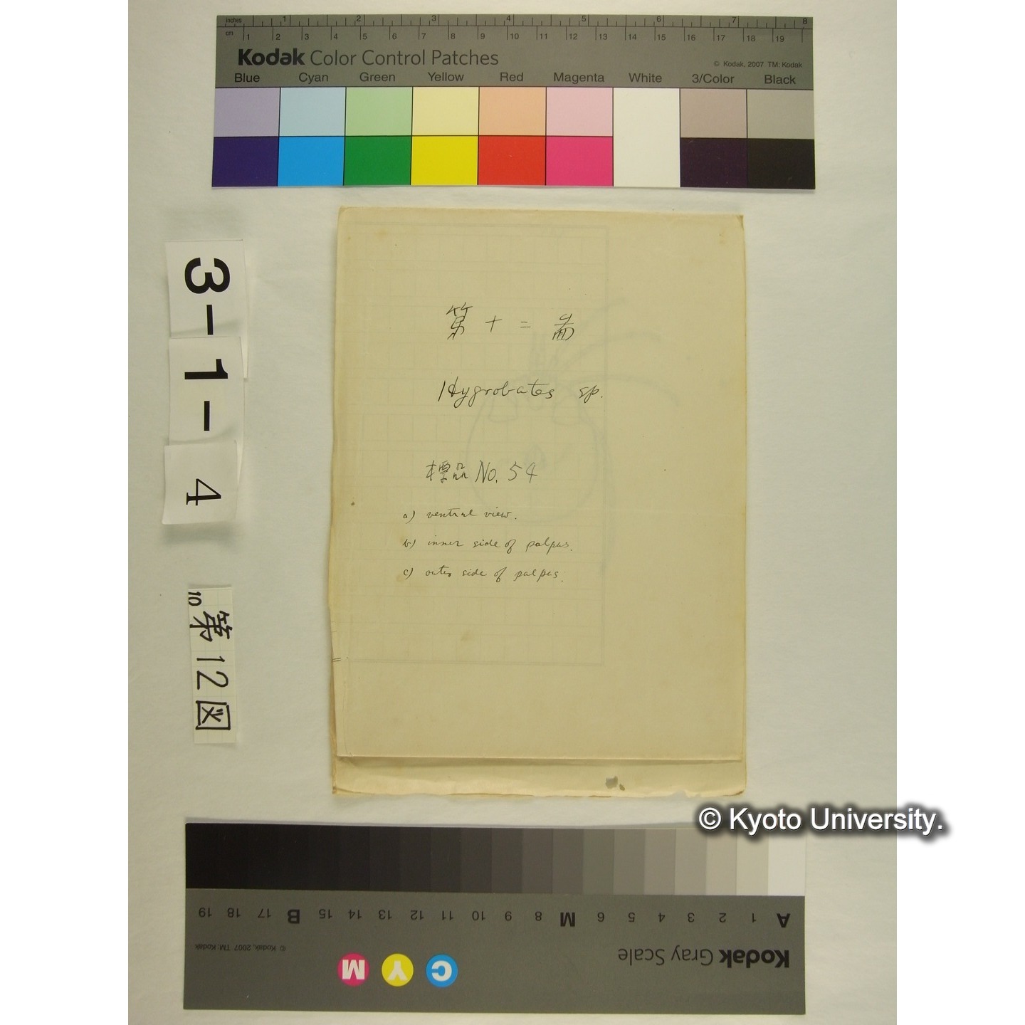 第12図 (オヨギダニか) (1)