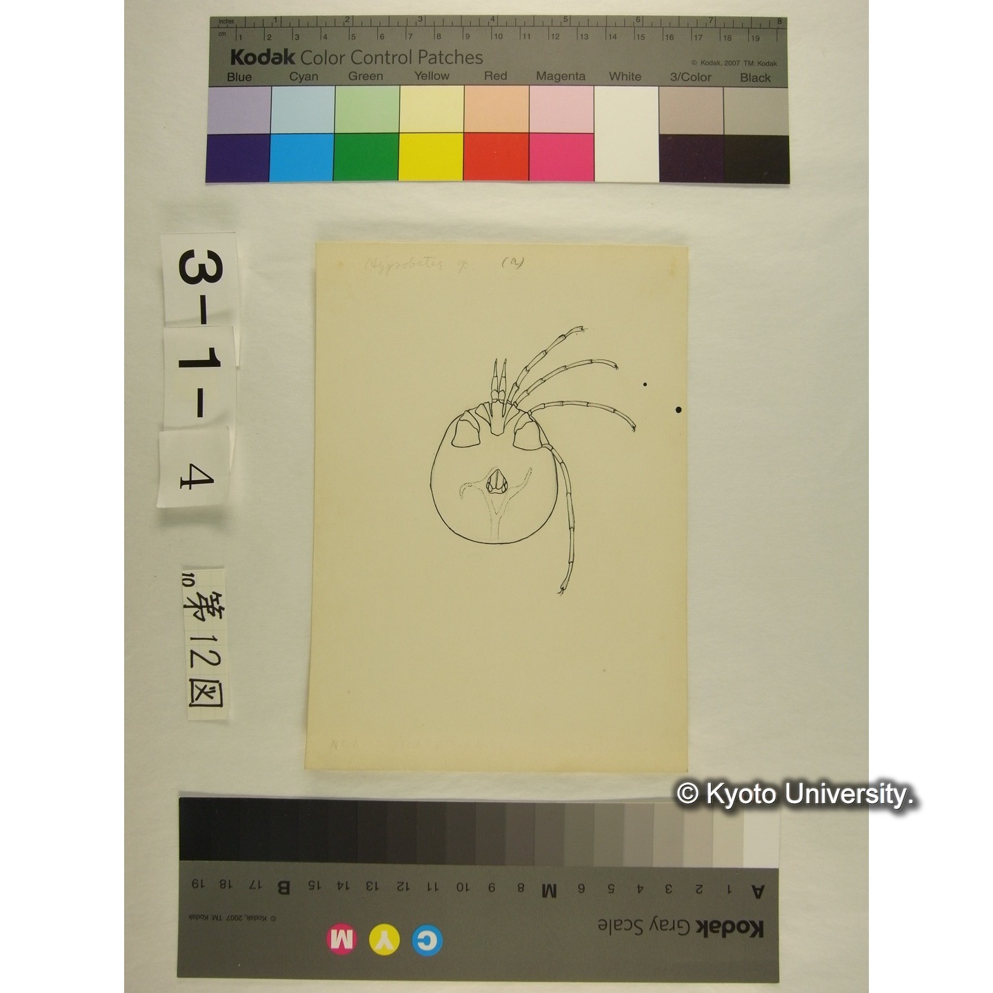 第12図 (オヨギダニか) (2)