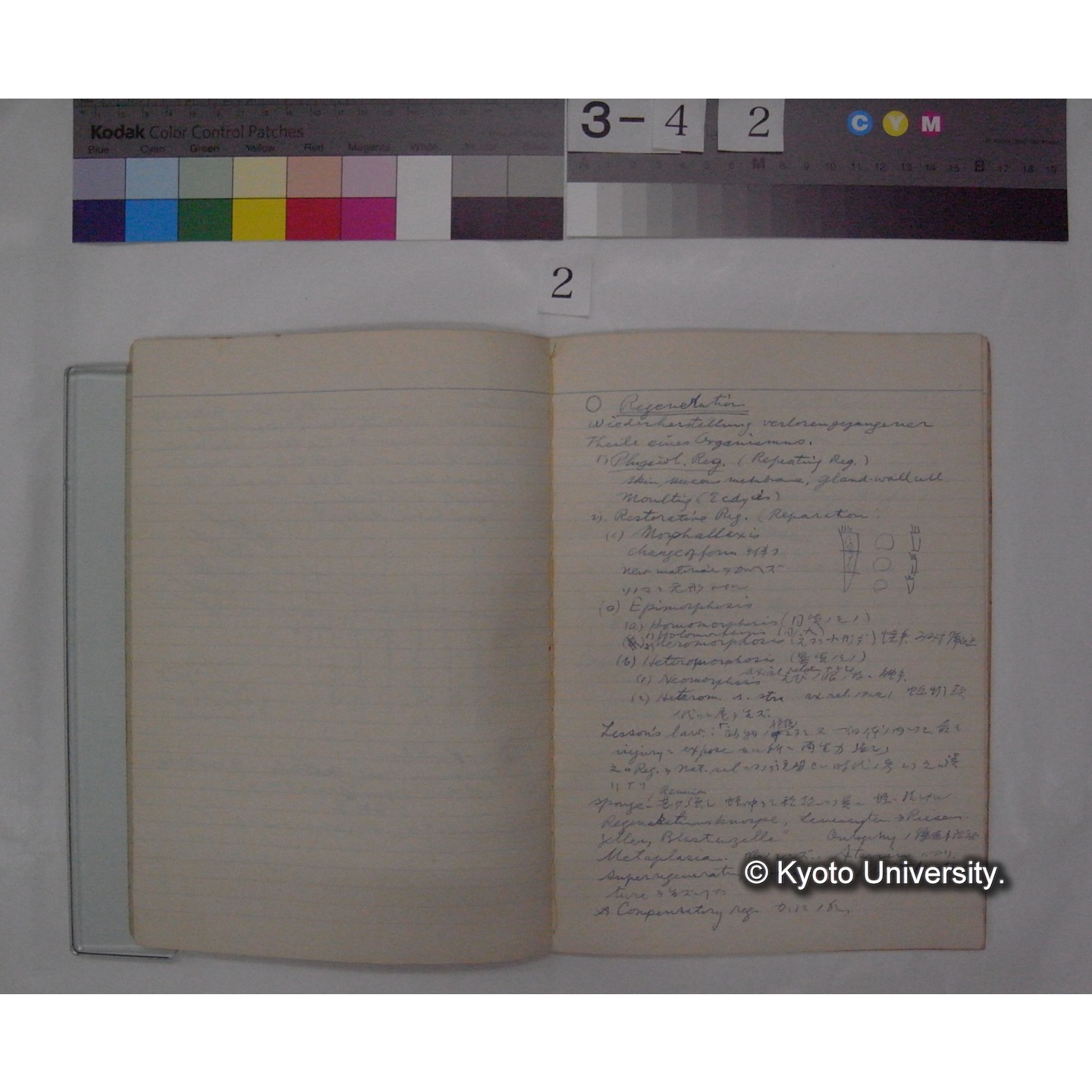 (Initial structure of Ferlilized egg ; Regeneration ; Autotomy; 万葉集中の動物) [ノート] / (川村多實二） (3)