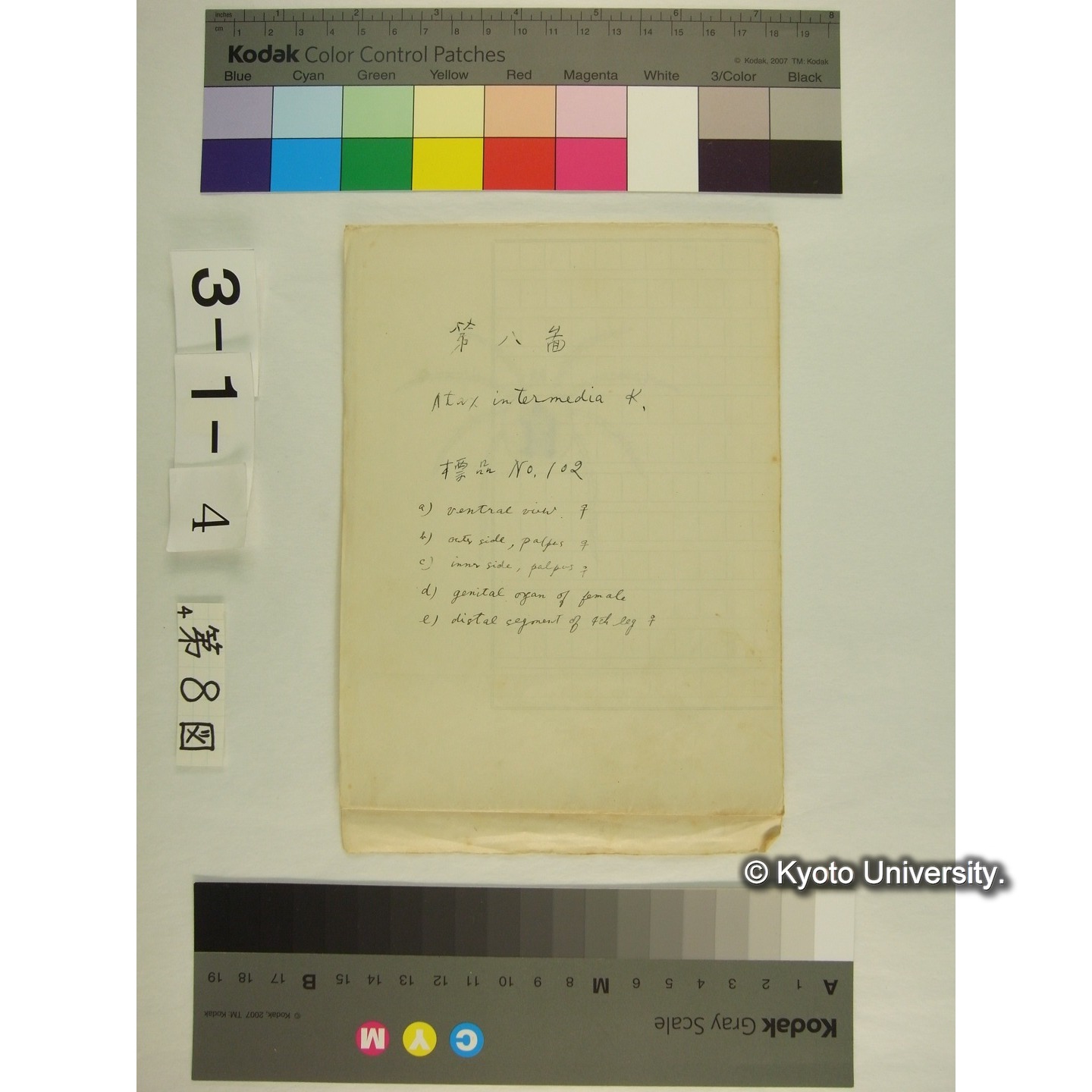 第8図 (不詳) (1)