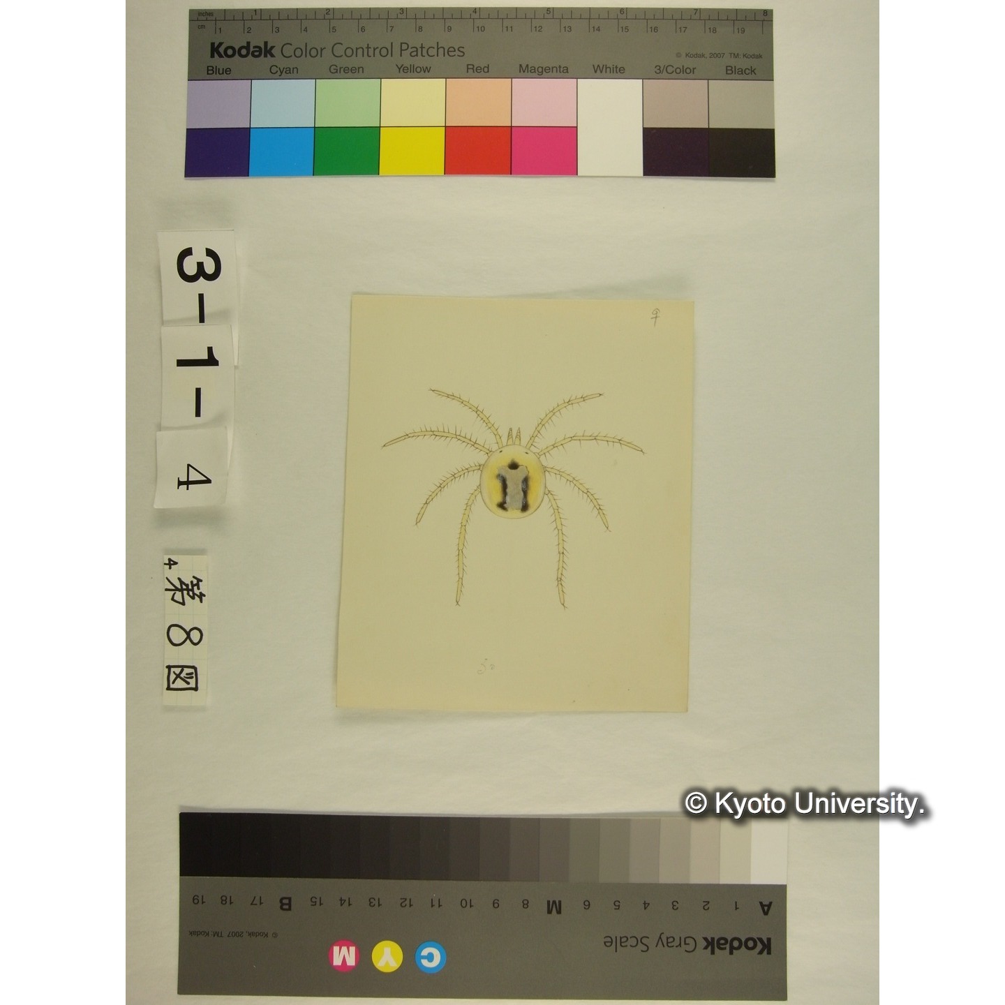 第8図 (不詳) (2)