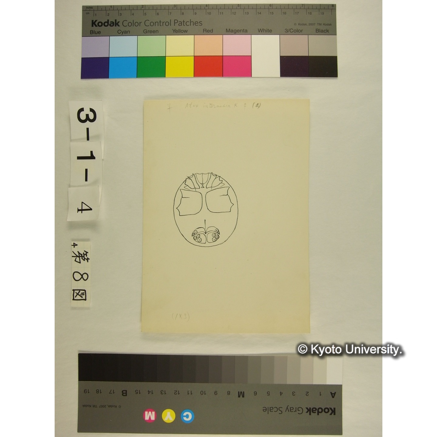 第8図 (不詳) (3)