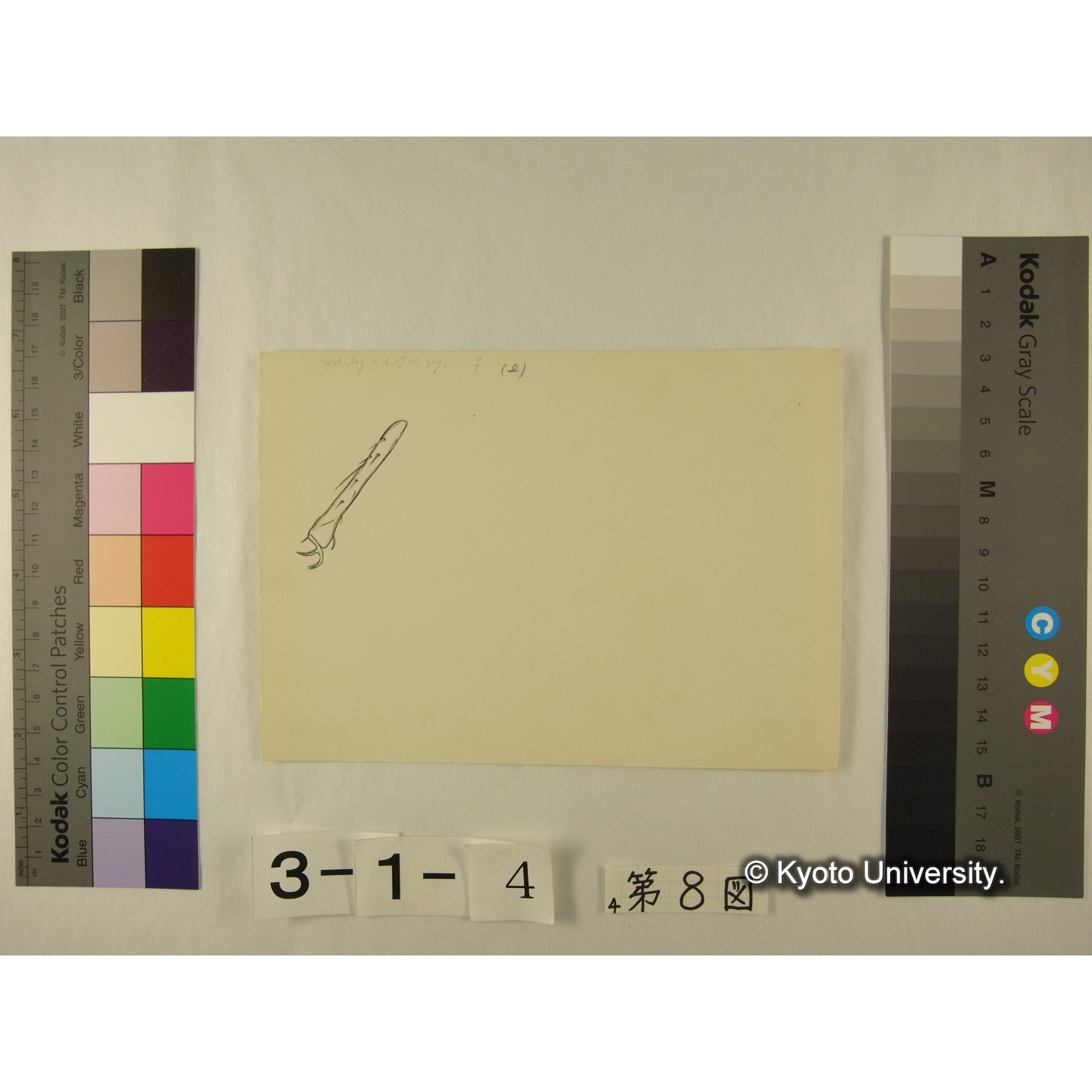 第8図 (不詳) (7)