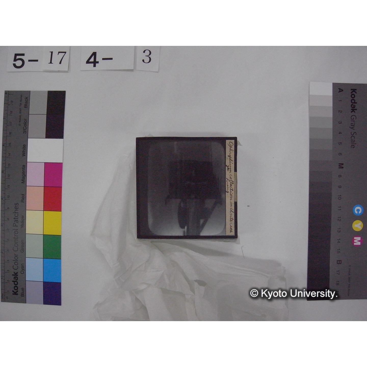 スライド(ガラス種板) (12)