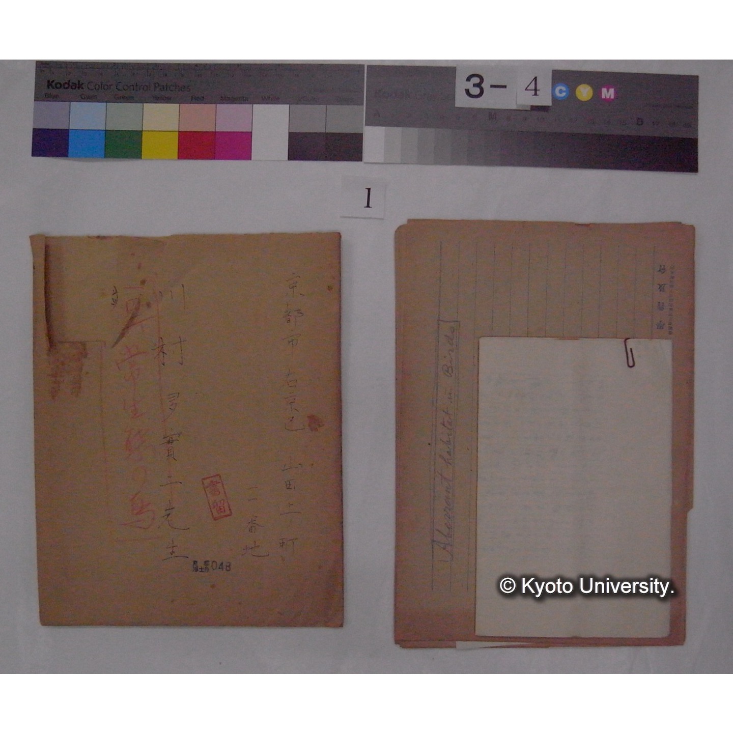 原稿 (「異常生態の鳥」) (2)