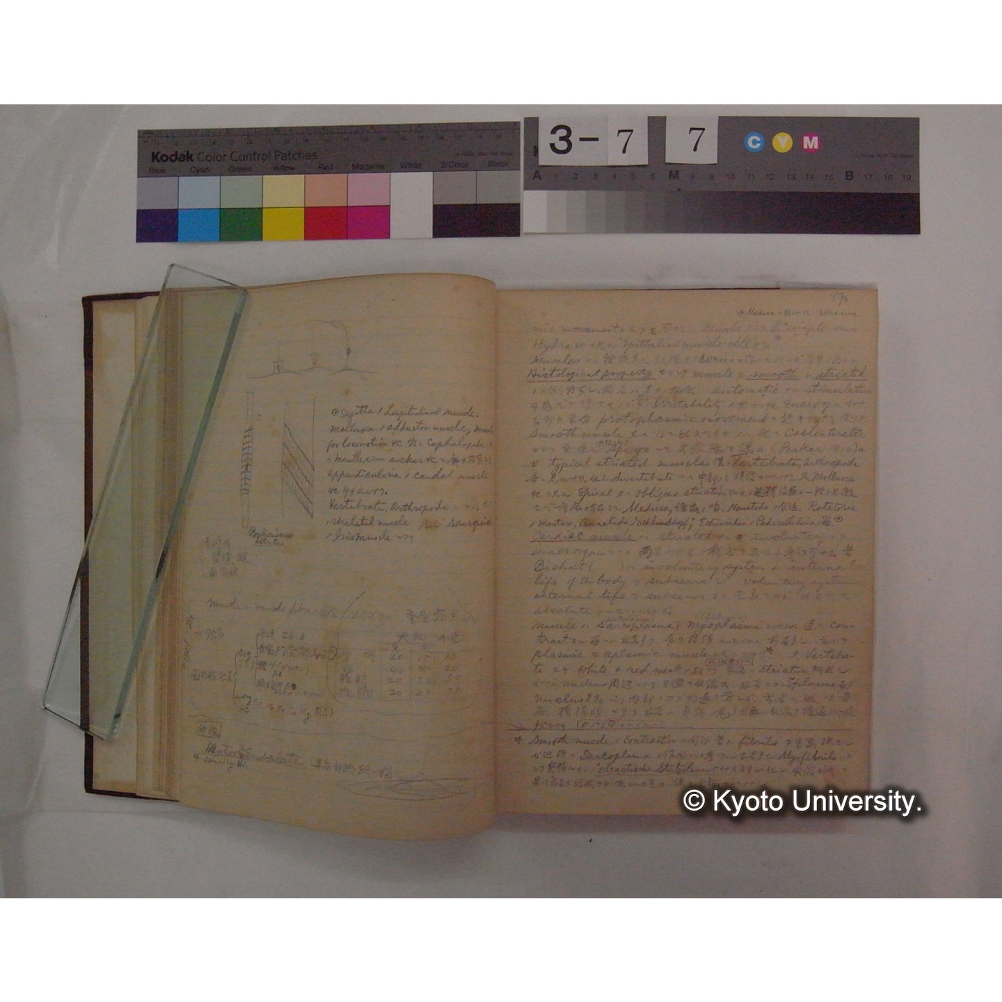 Vergleichende Physiologie (Band9: Muskle-physiologie) (比較生理学 巻9 筋肉生理学) [翻訳ノート製本か] (11)