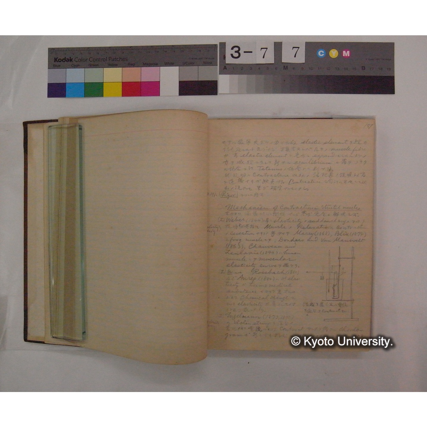 Vergleichende Physiologie (Band9: Muskle-physiologie) (比較生理学 巻9 筋肉生理学) [翻訳ノート製本か] (12)