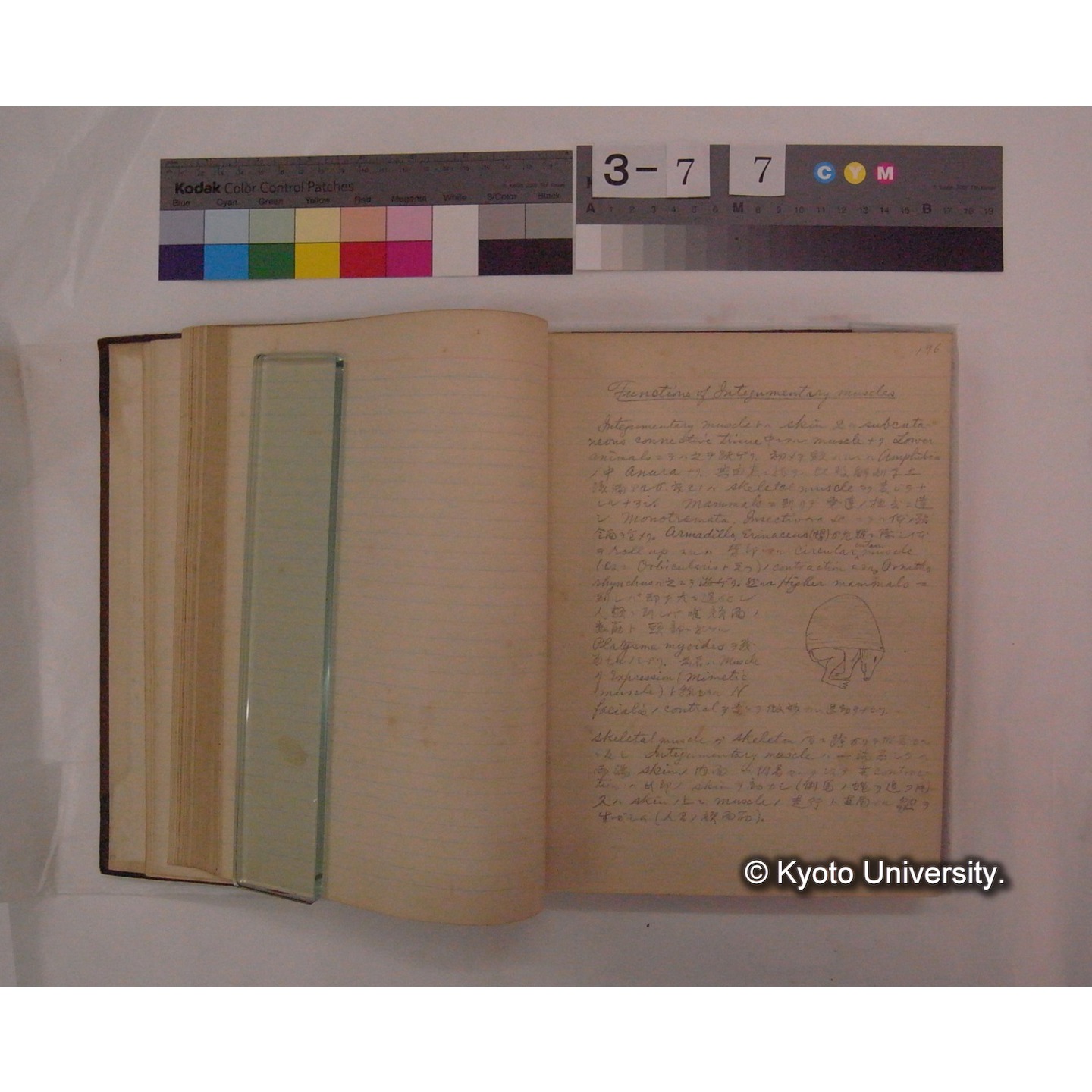 Vergleichende Physiologie (Band9: Muskle-physiologie) (比較生理学 巻9 筋肉生理学) [翻訳ノート製本か] (14)