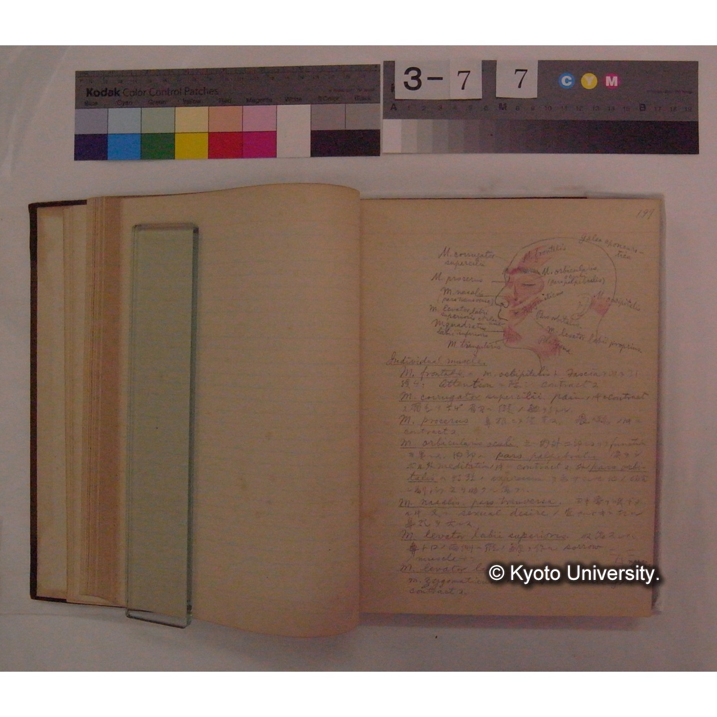 Vergleichende Physiologie (Band9: Muskle-physiologie) (比較生理学 巻9 筋肉生理学) [翻訳ノート製本か] (15)