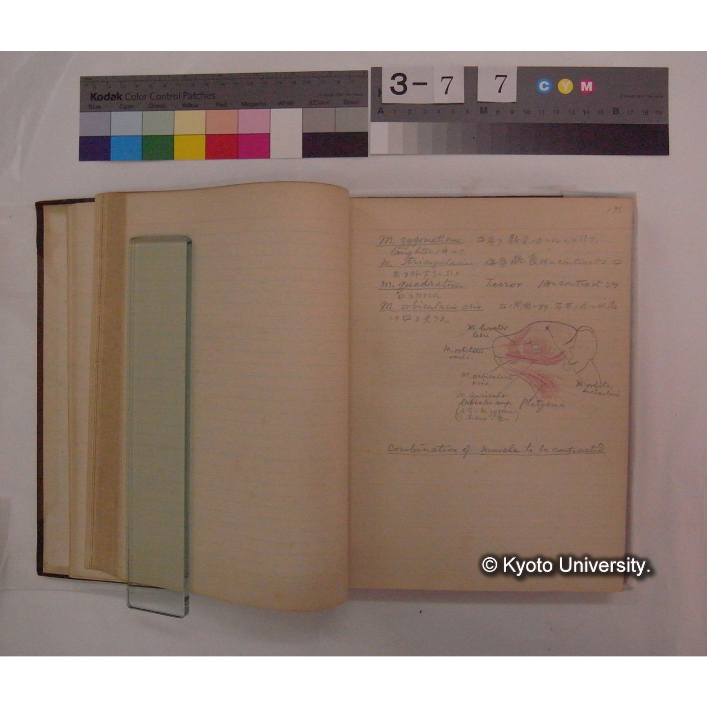 Vergleichende Physiologie (Band9: Muskle-physiologie) (比較生理学 巻9 筋肉生理学) [翻訳ノート製本か] (16)