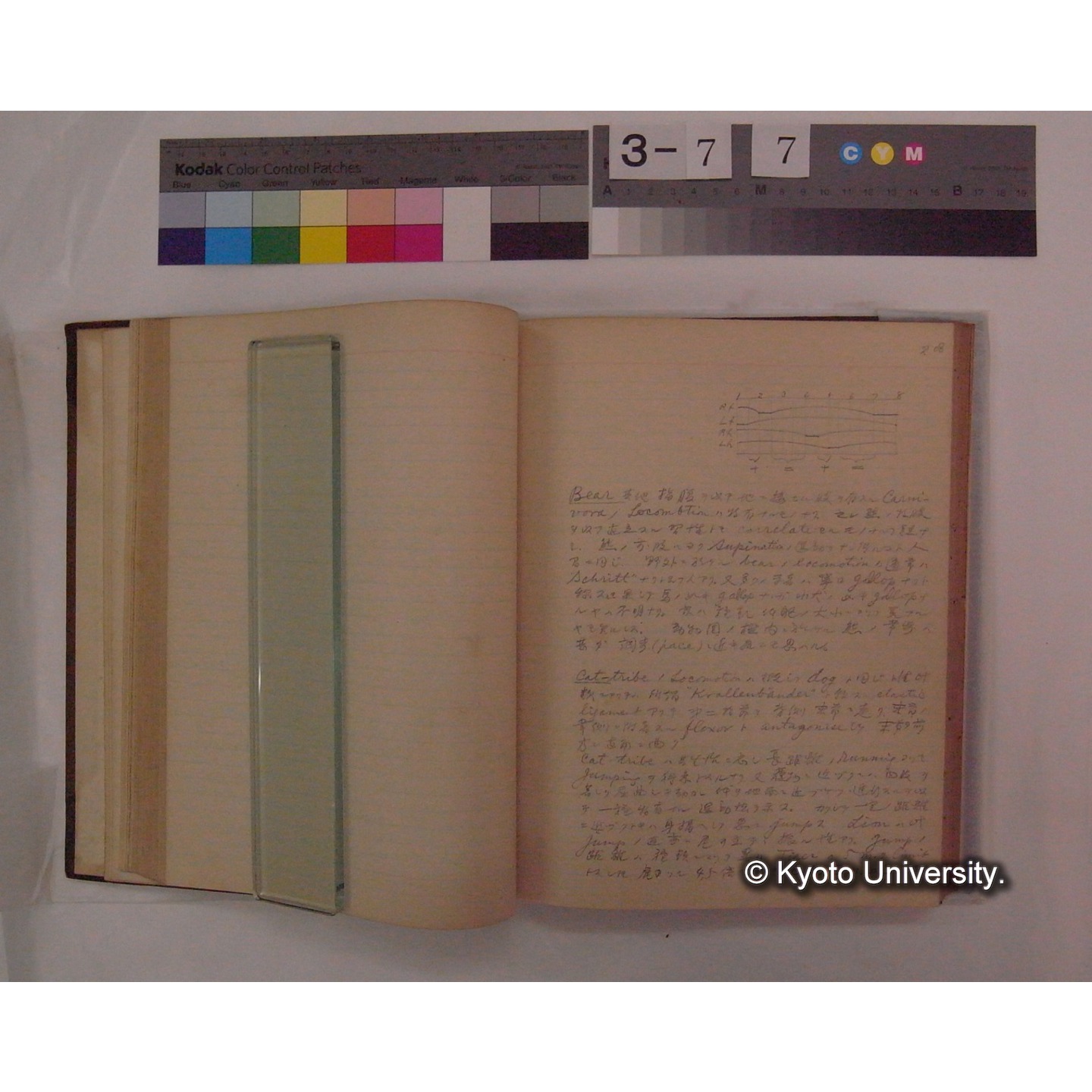 Vergleichende Physiologie (Band9: Muskle-physiologie) (比較生理学 巻9 筋肉生理学) [翻訳ノート製本か] (18)