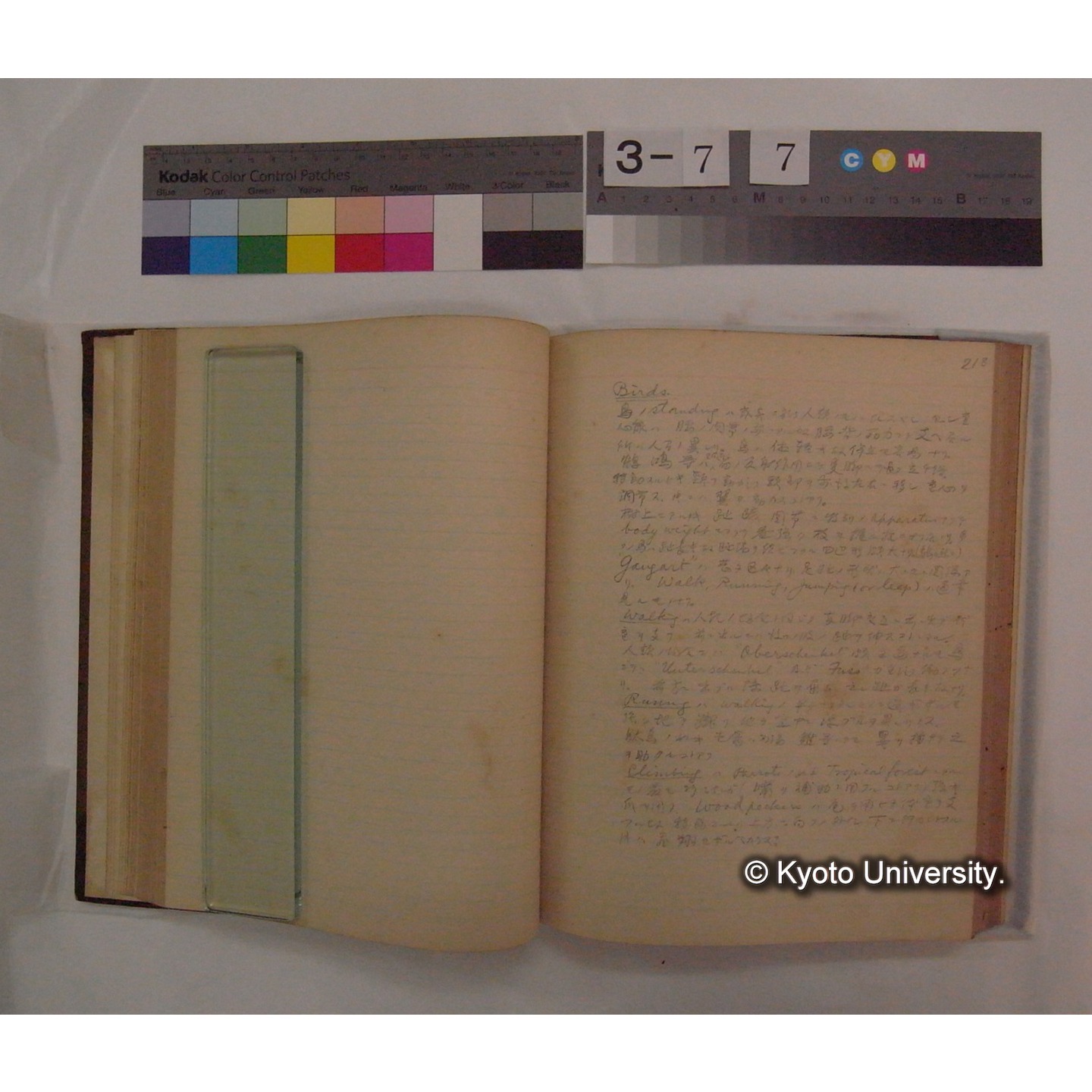 Vergleichende Physiologie (Band9: Muskle-physiologie) (比較生理学 巻9 筋肉生理学) [翻訳ノート製本か] (20)