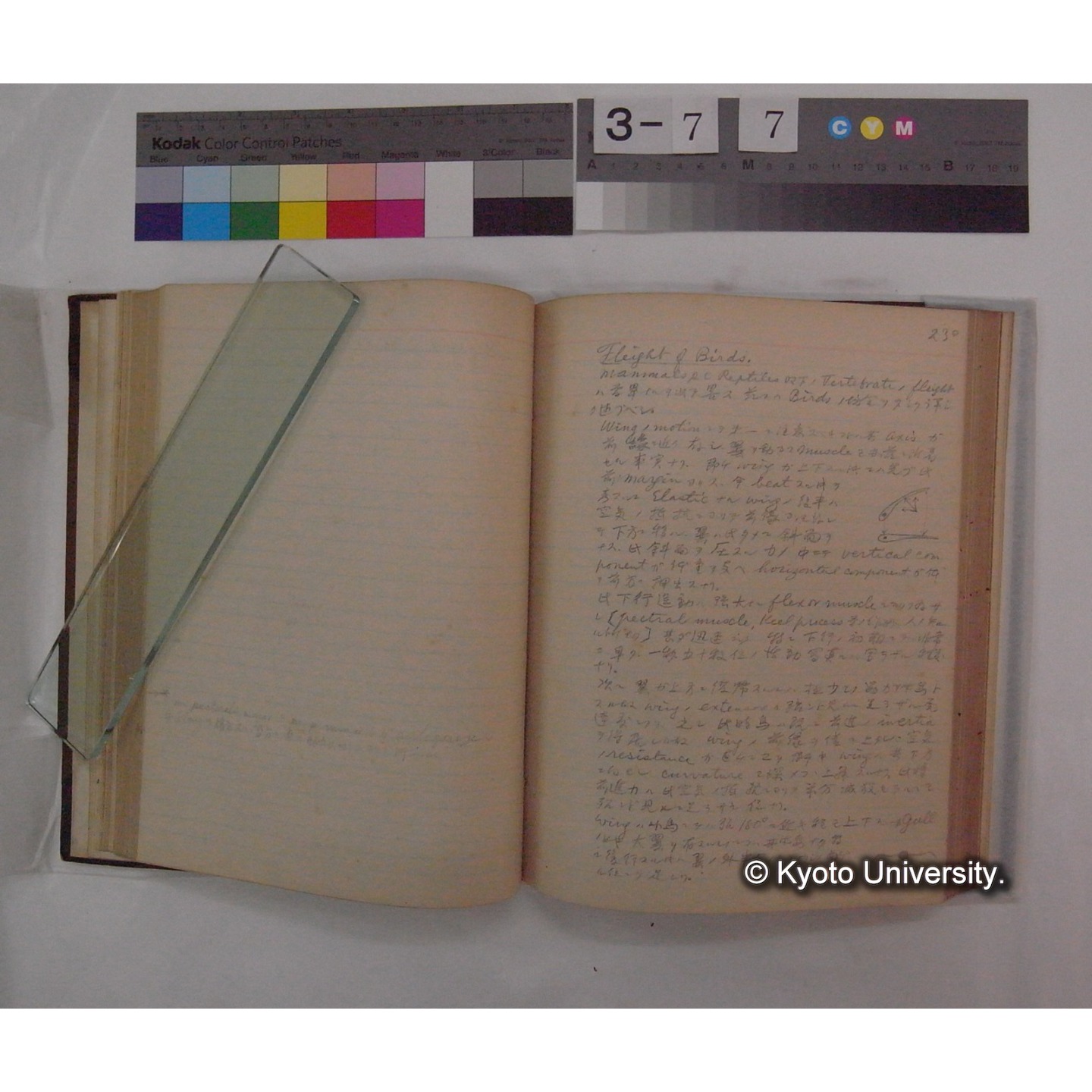 Vergleichende Physiologie (Band9: Muskle-physiologie) (比較生理学 巻9 筋肉生理学) [翻訳ノート製本か] (23)