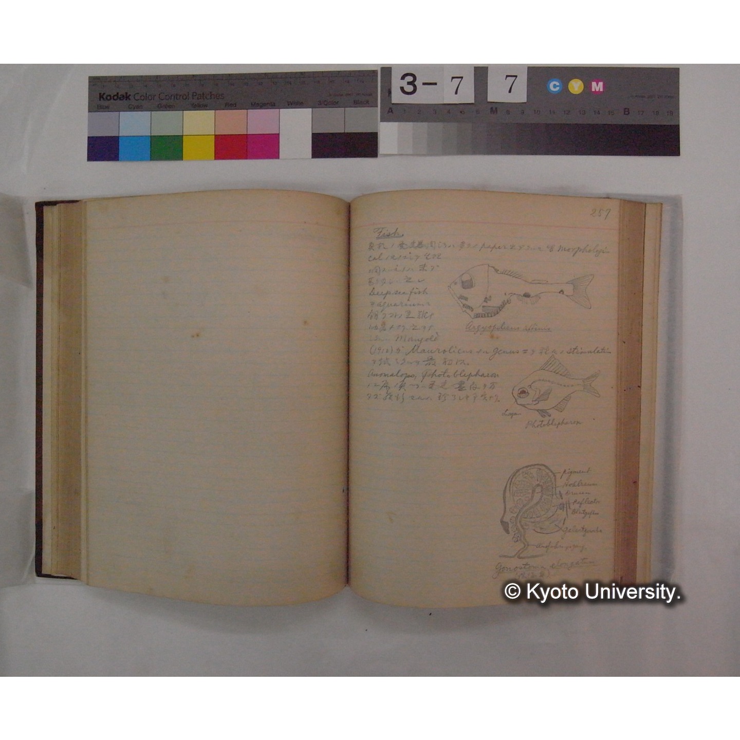 Vergleichende Physiologie (Band9: Muskle-physiologie) (比較生理学 巻9 筋肉生理学) [翻訳ノート製本か] (25)