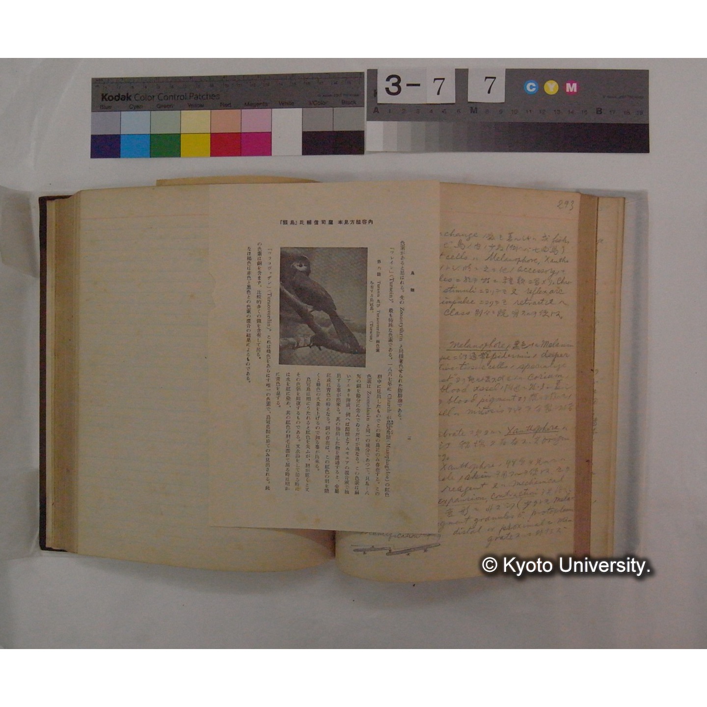 Vergleichende Physiologie (Band9: Muskle-physiologie) (比較生理学 巻9 筋肉生理学) [翻訳ノート製本か] (34)