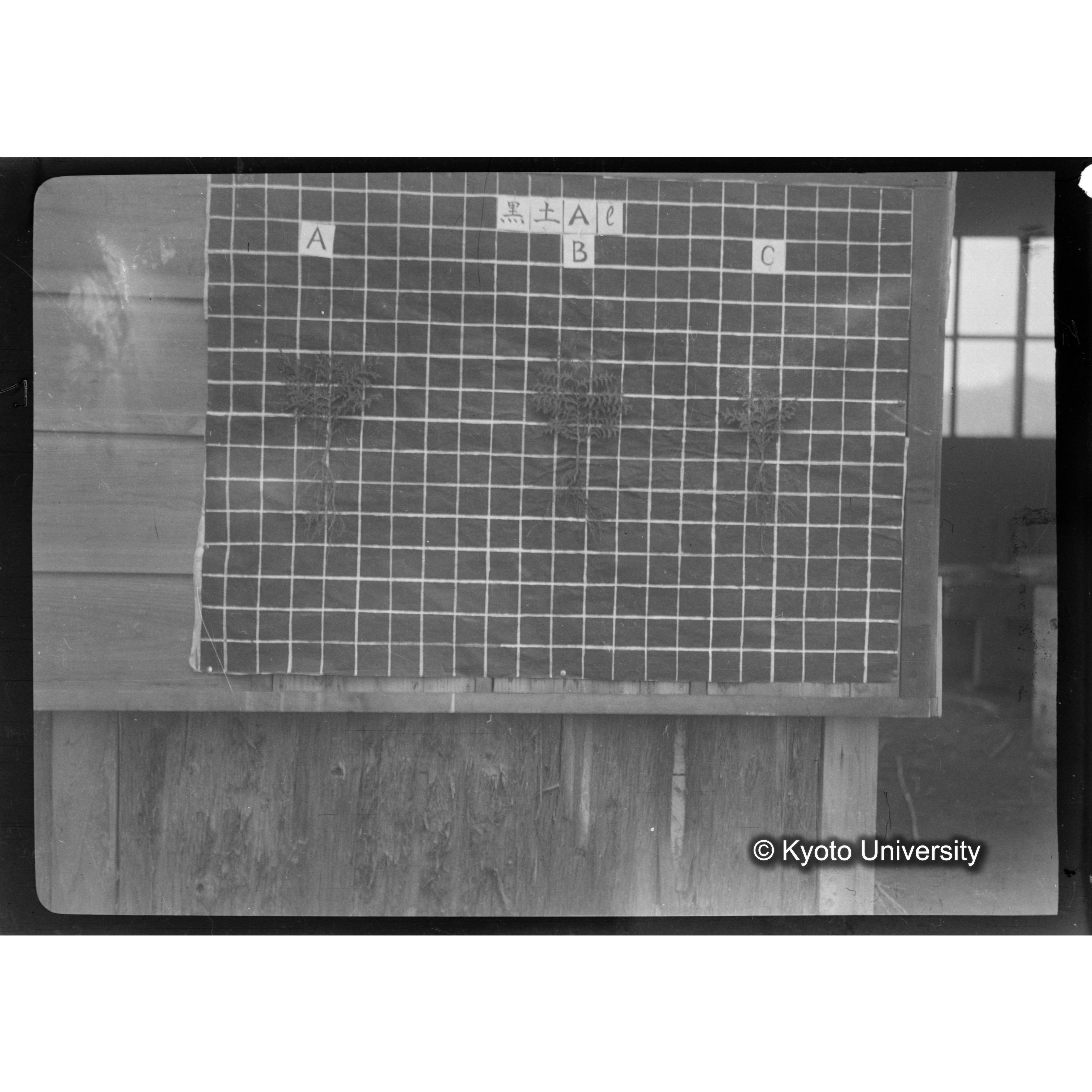 〔発芽と根 3本の比較 黒土Al の A B C 〕 (1)