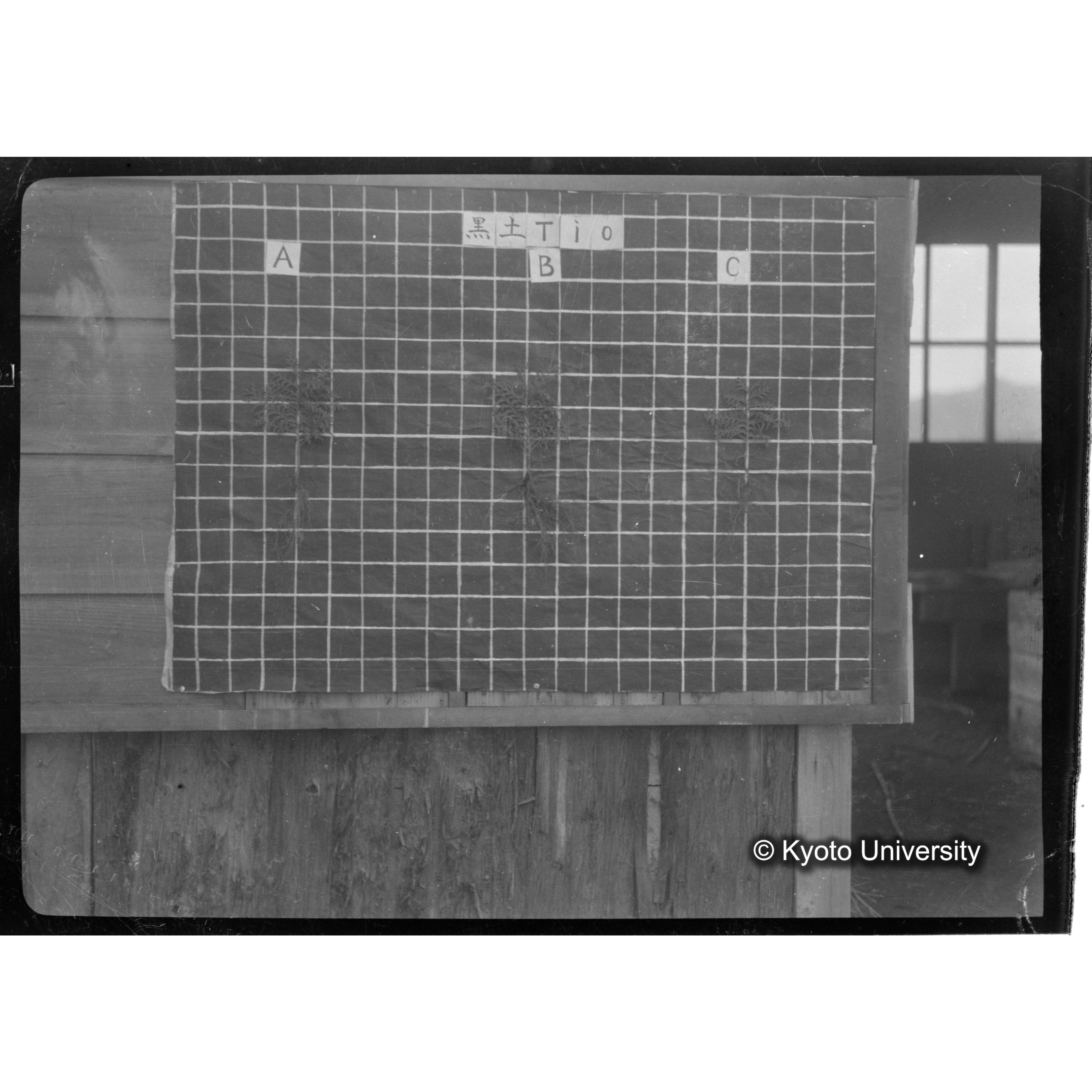 〔発芽と根 3本の比較 黒土Tio の A B C 〕 (1)