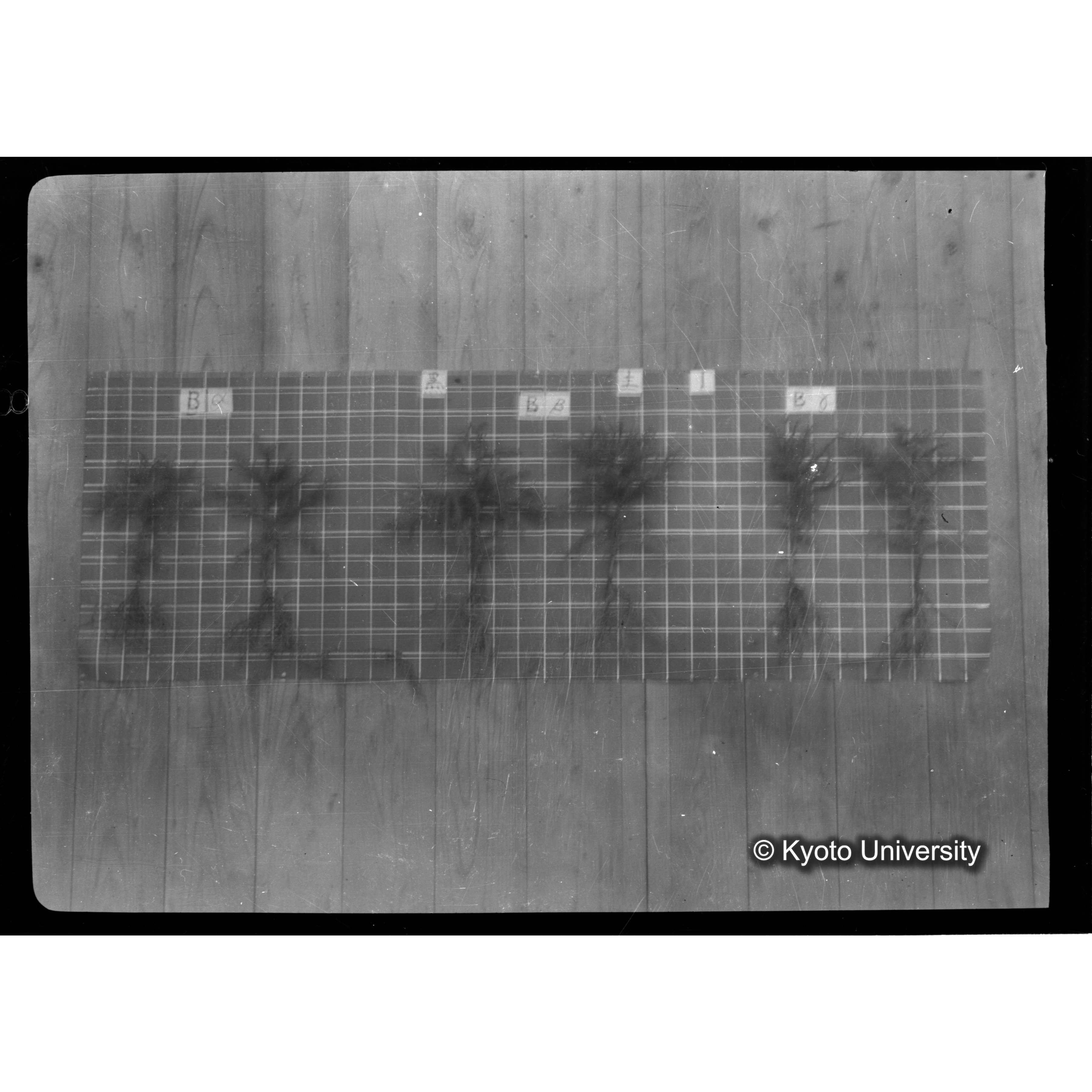 〔発芽と根 6本の比較 黒土1 の Bα Bβ Bγ ピンぼけ 〕 (1)