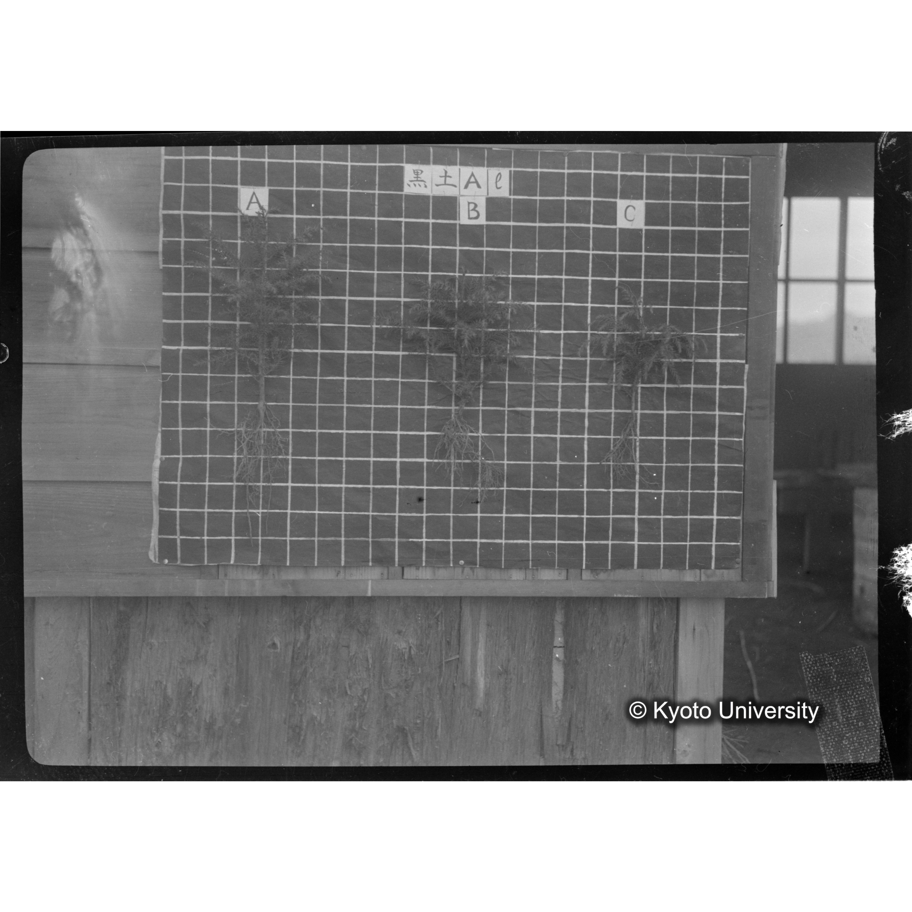 〔発芽と根 3本の比較 黒土Al の A B C 〕 (1)