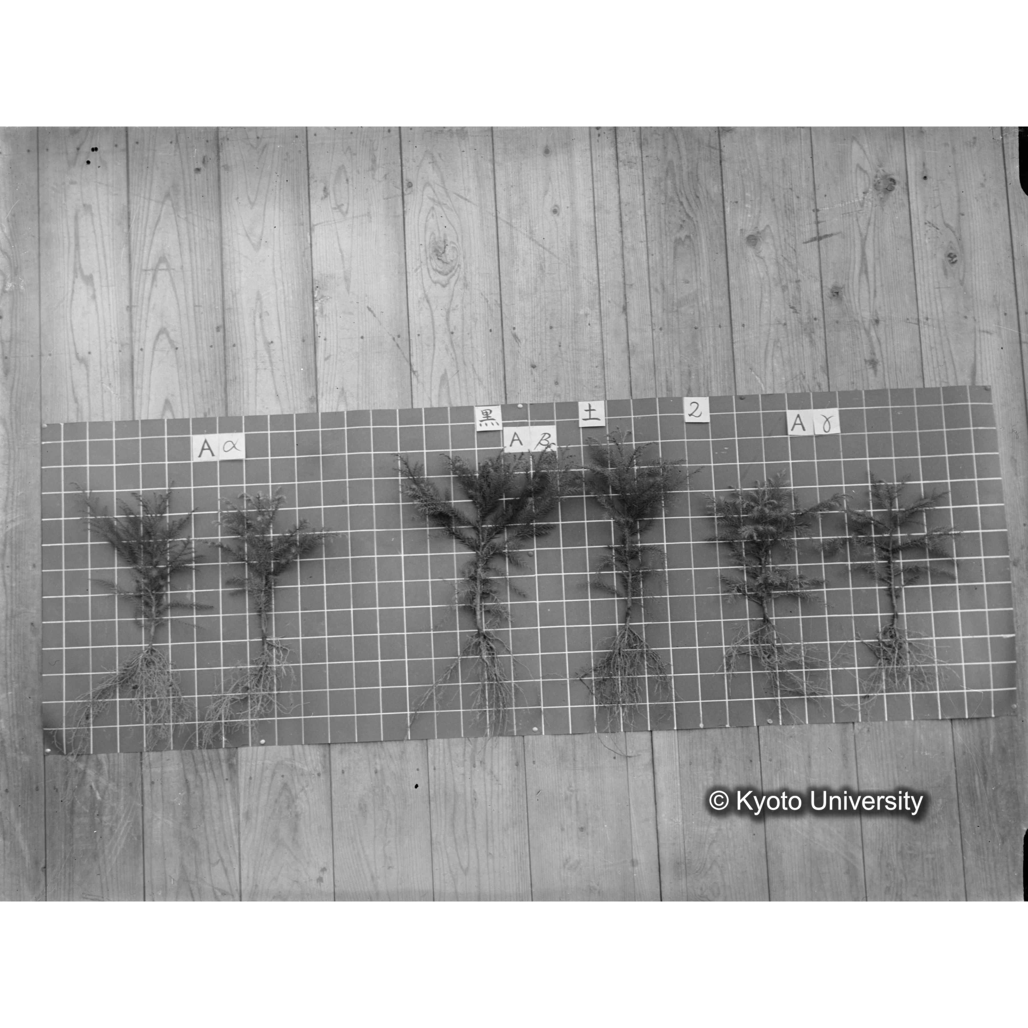 〔発芽と根 6本の比較 黒土2 の Aα Aβ Aγ 〕 (1)