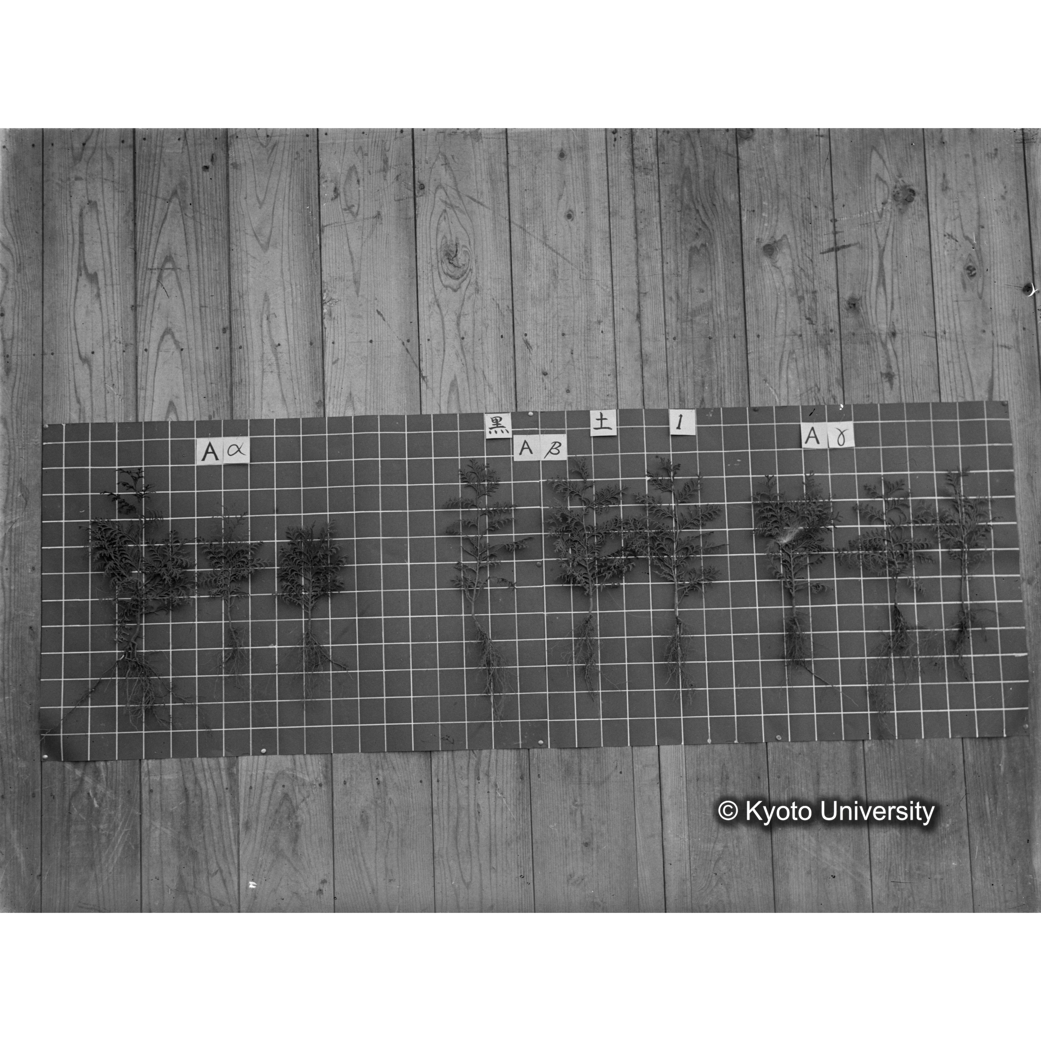 〔発芽と根 9本の比較 黒土1 の Aα Aβ Aγ 〕 (1)