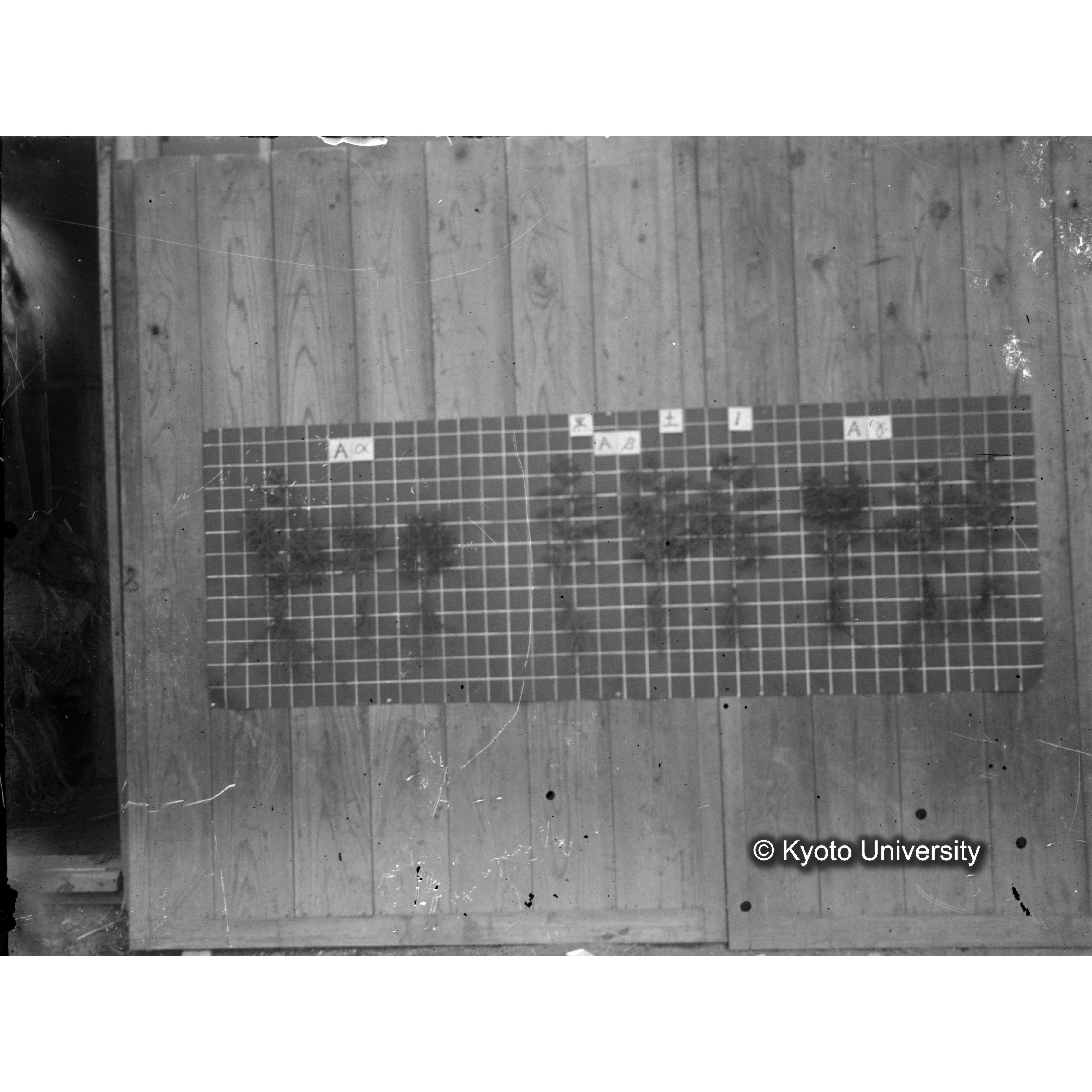 〔発芽と根 9本の比較 黒土1 の Aα Aβ Aγ ピンぼけ〕 (1)