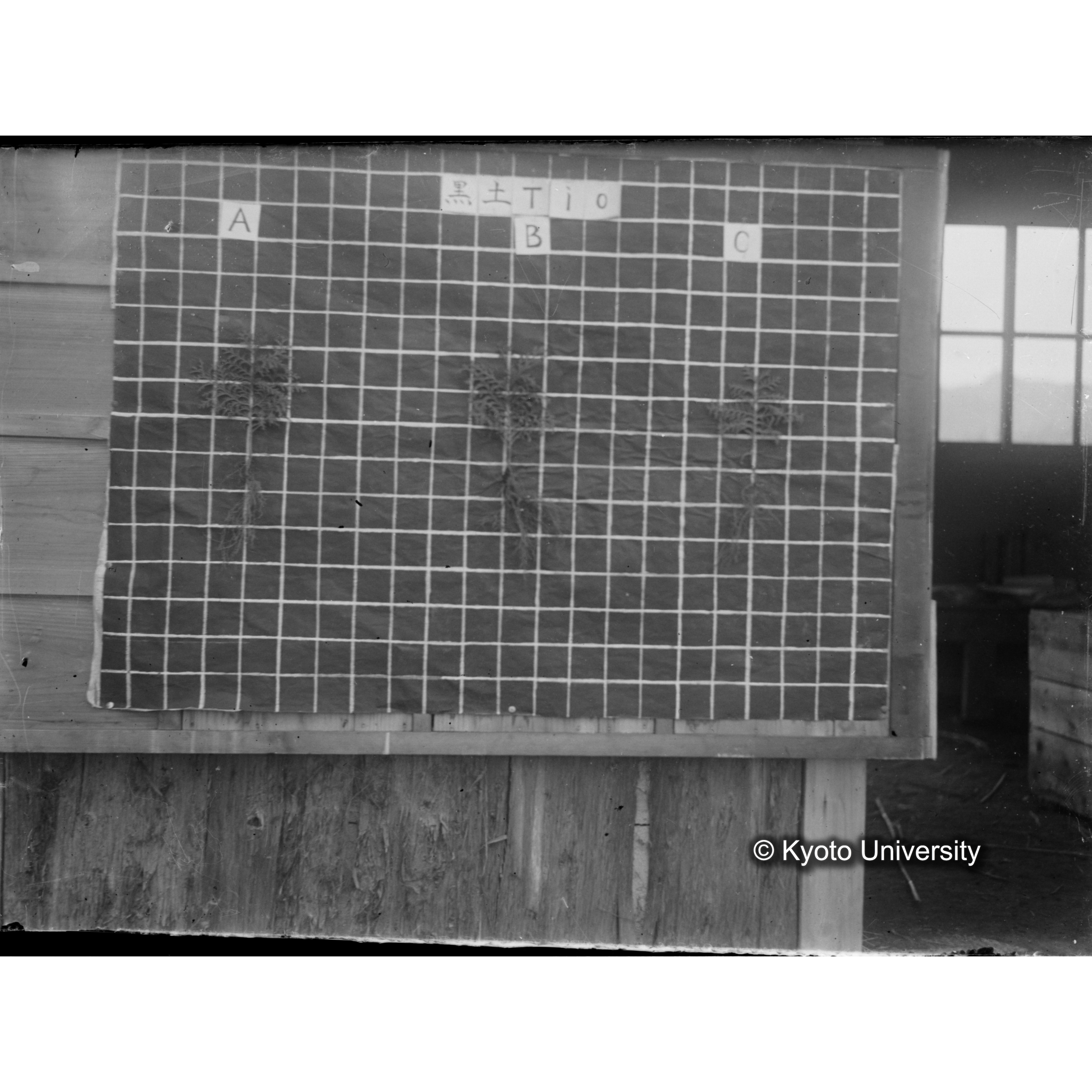 〔発芽と根 3本の比較 黒土Tio の A B C ピンぼけ〕 (1)